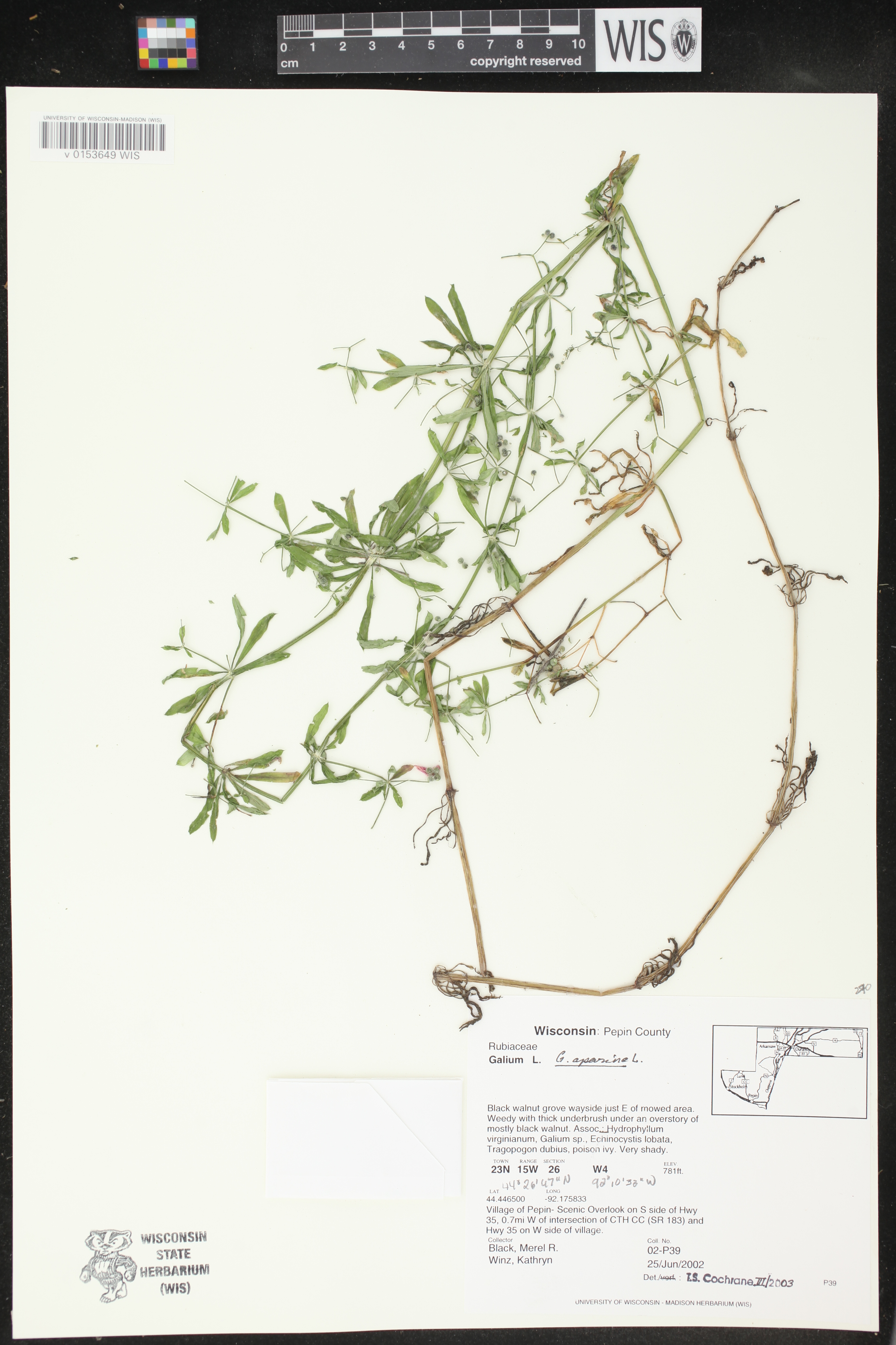 Galium aparine image
