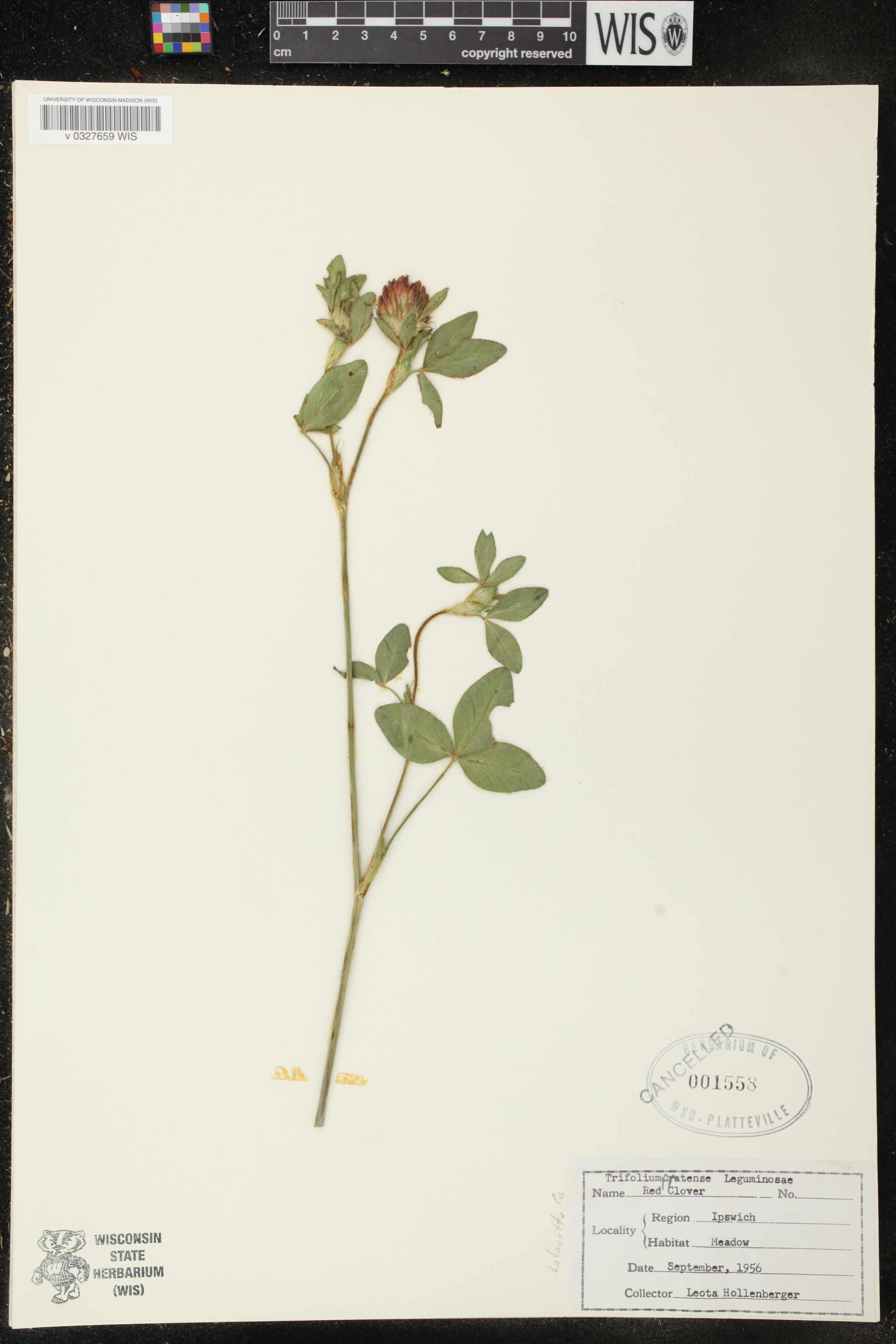 Trifolium pratense image