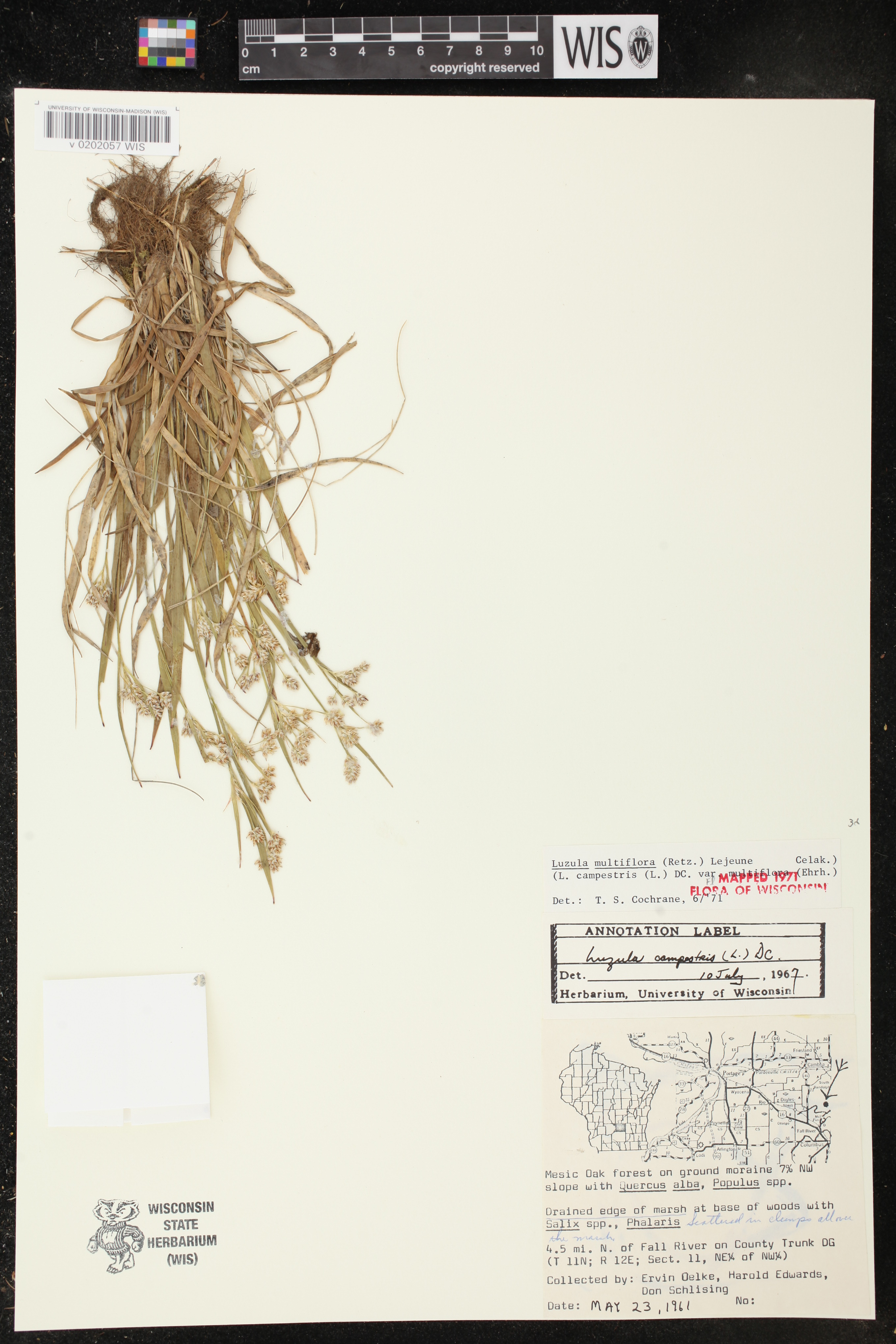 Luzula multiflora subsp. multiflora image