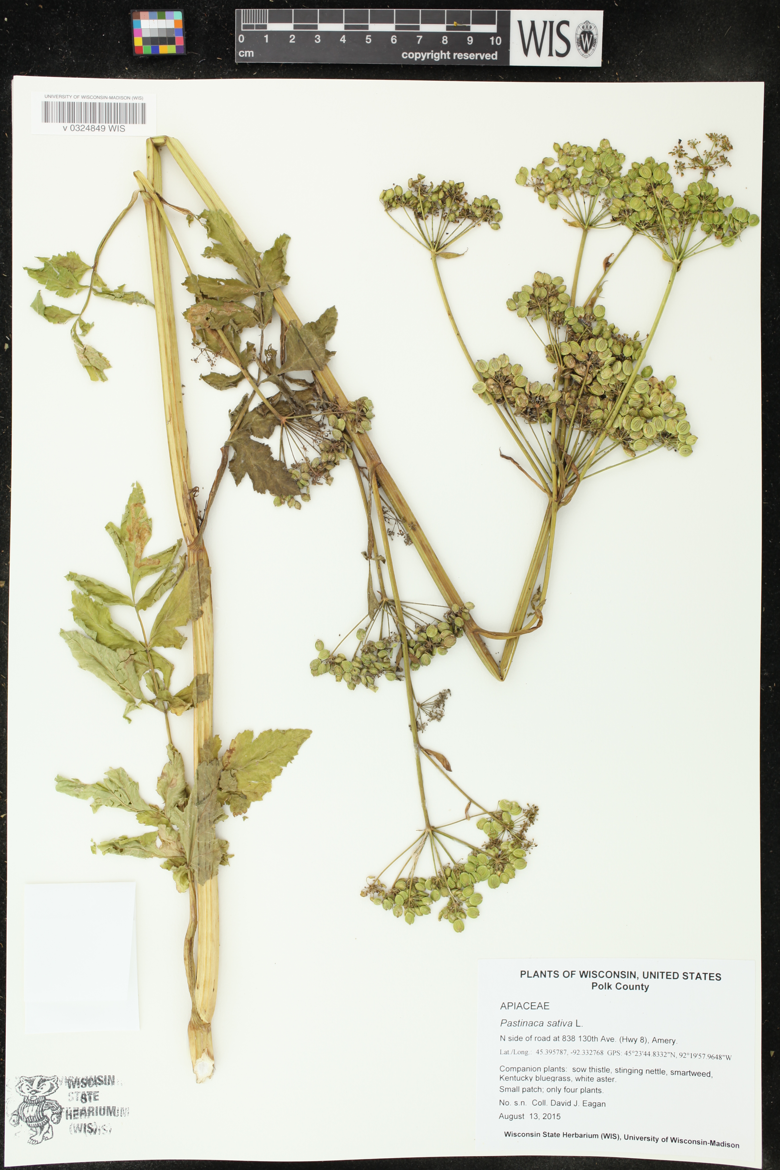 Pastinaca sativa image