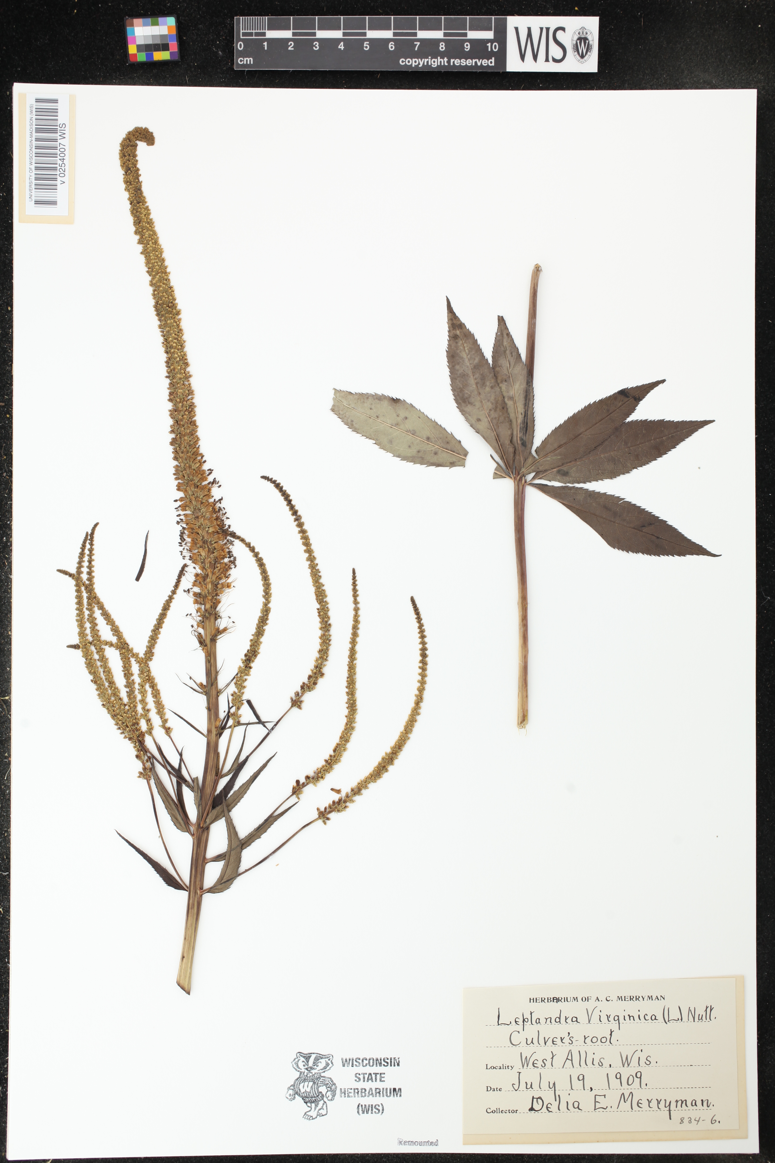 Veronicastrum virginicum image