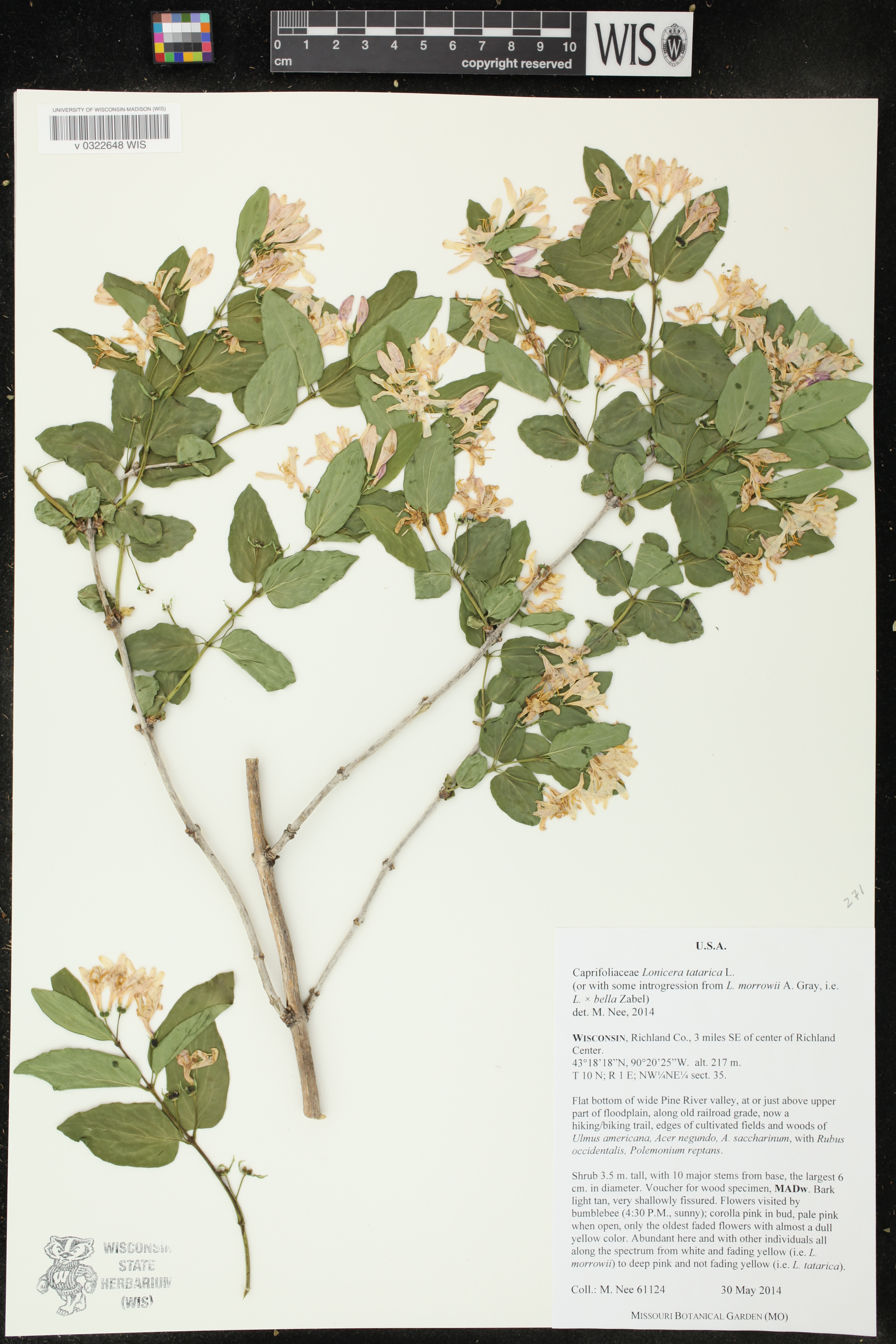 Lonicera tatarica image