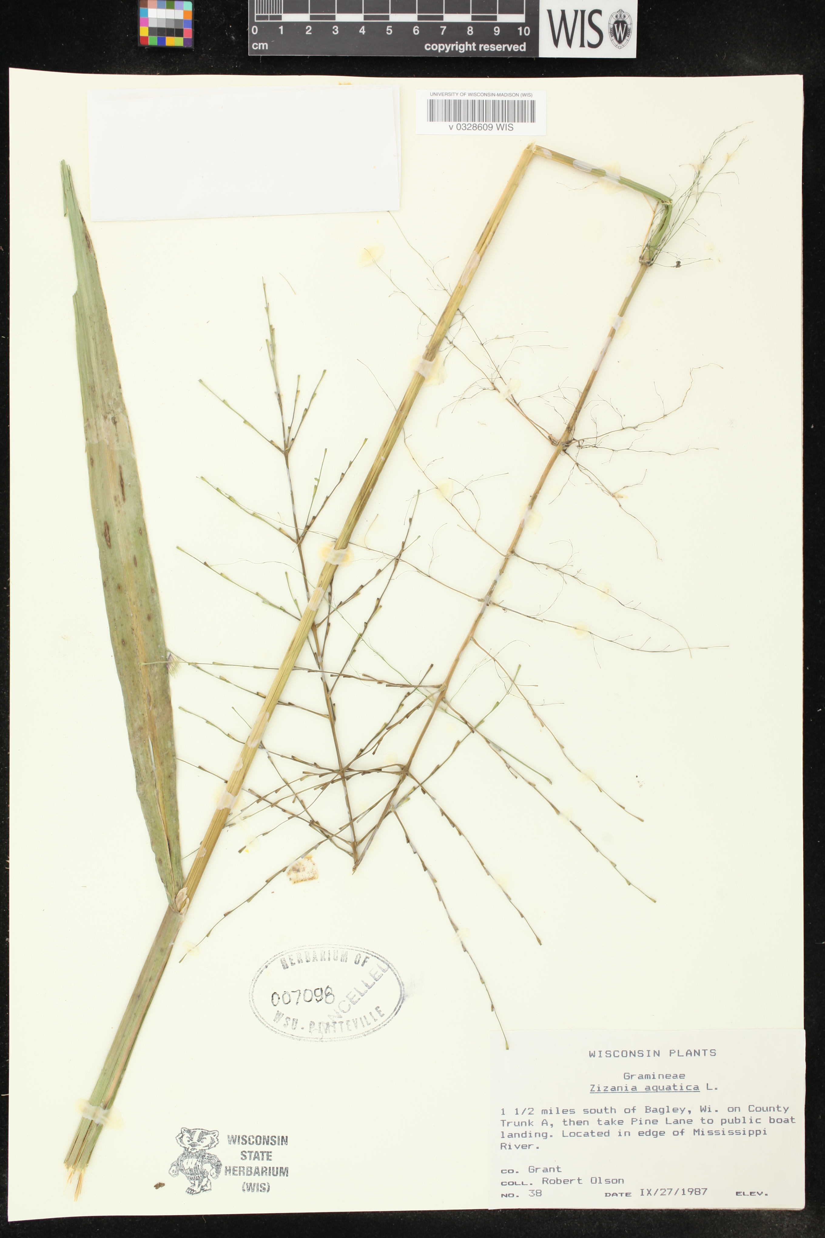 Zizania aquatica image