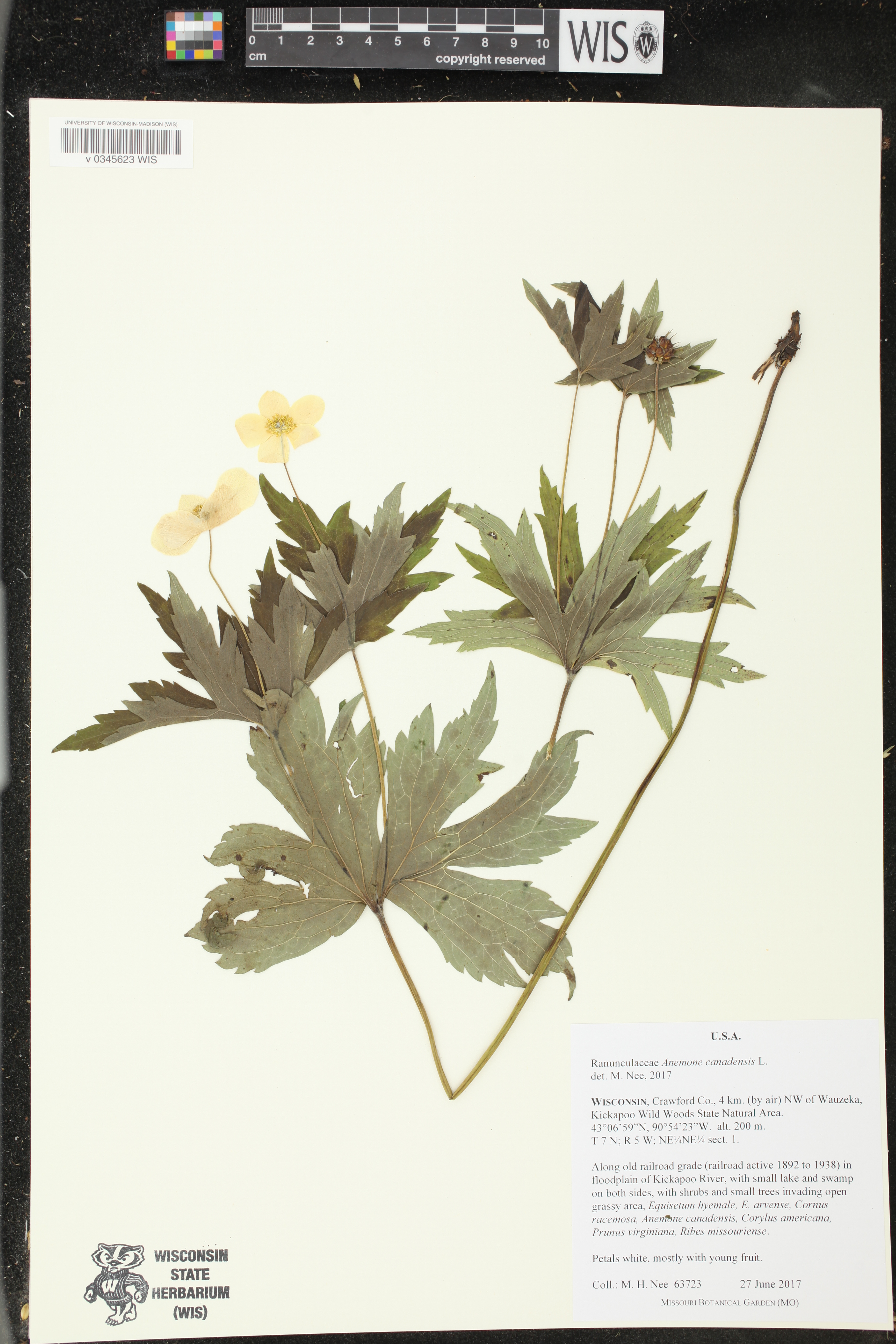 Anemone canadensis image