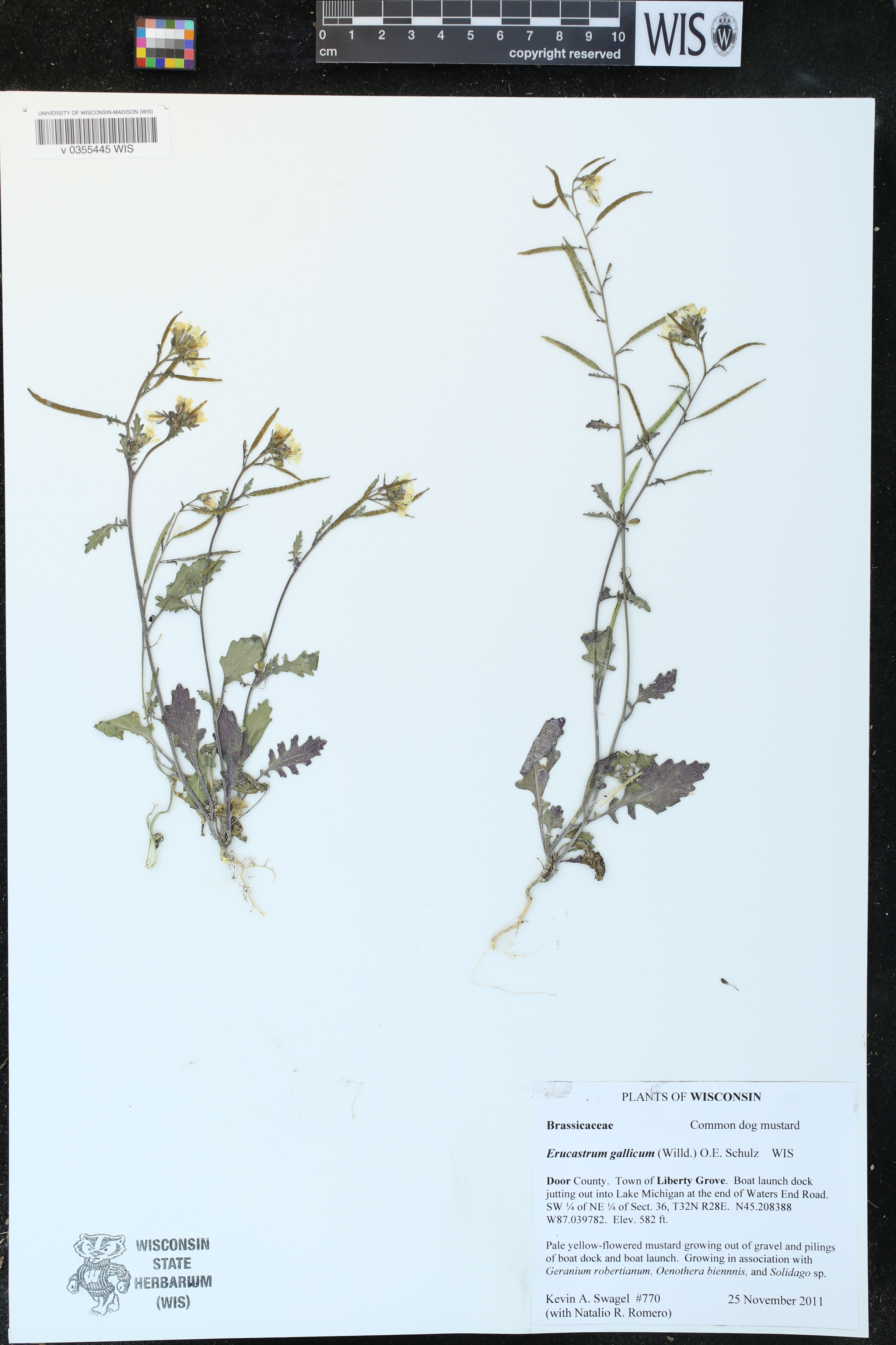 Erucastrum gallicum image