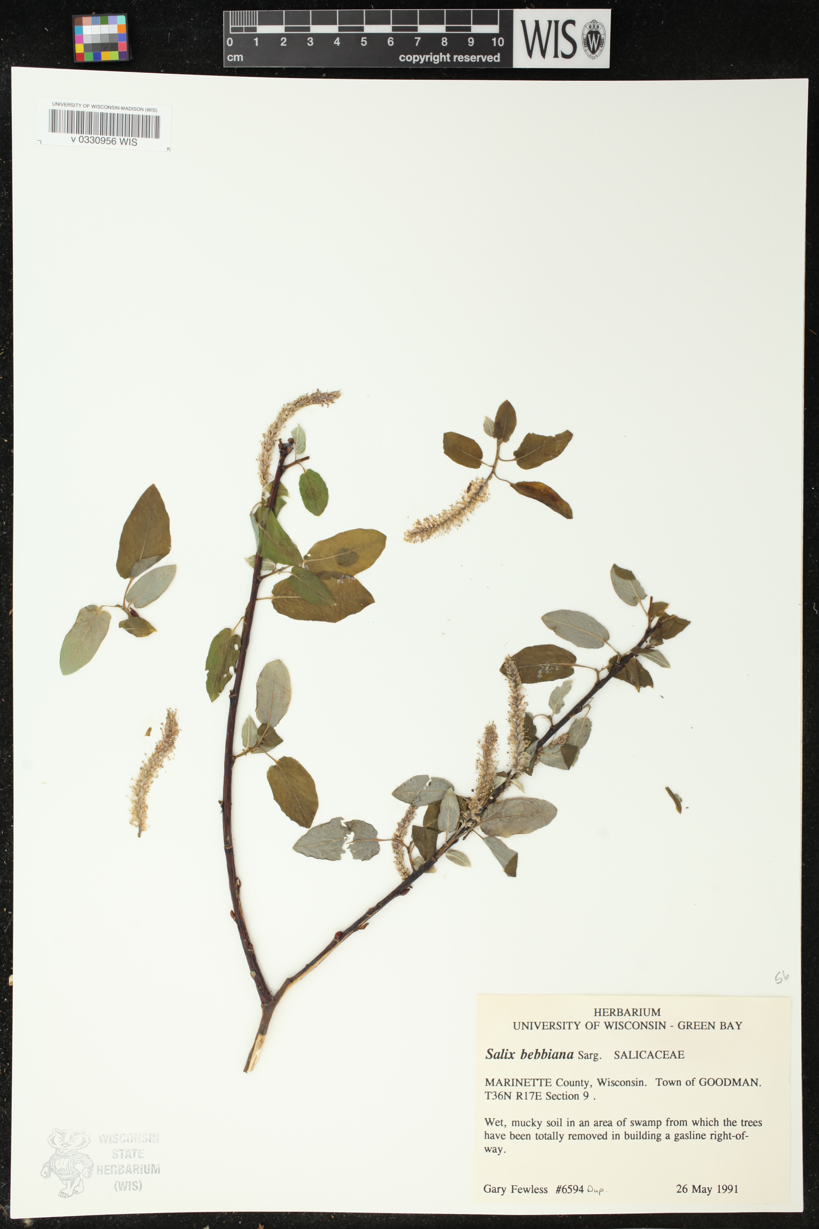 Salix bebbiana image