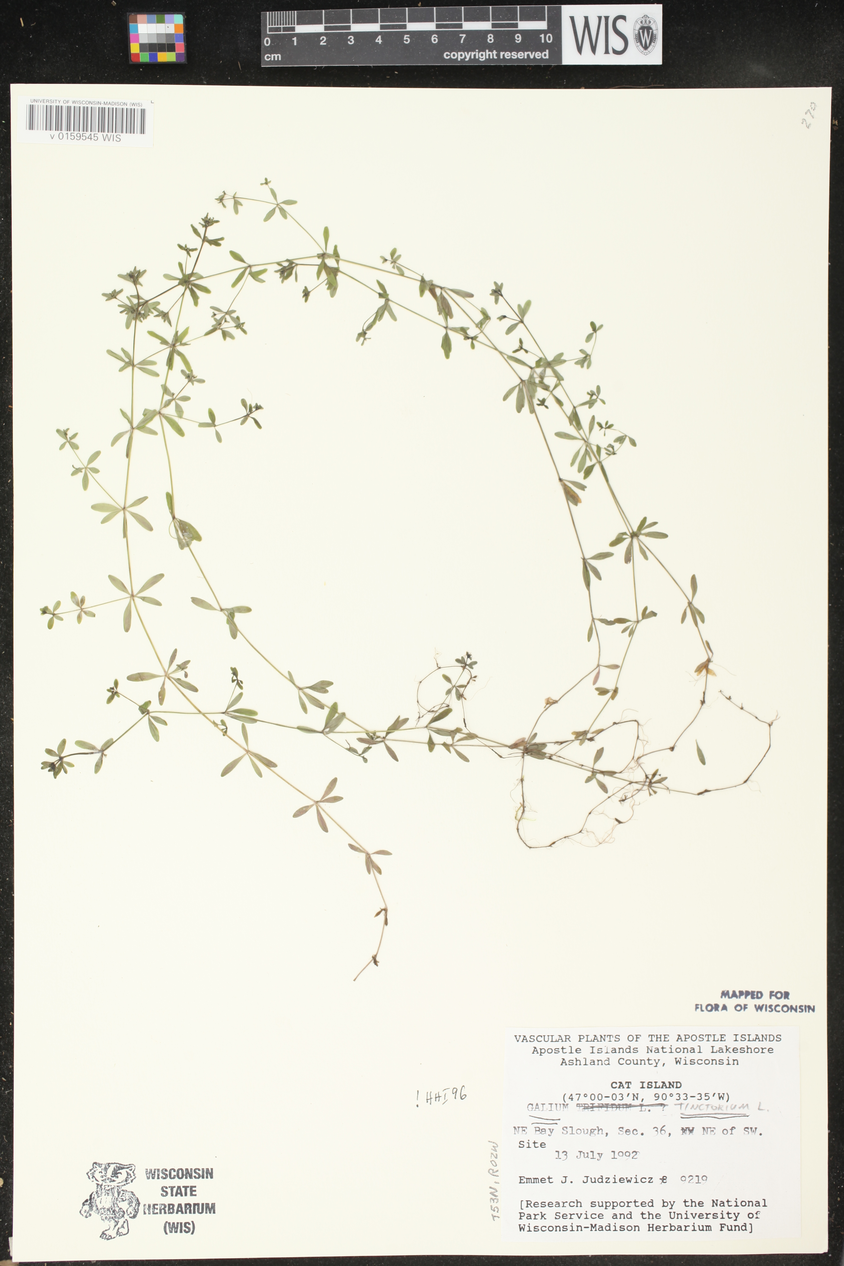 Galium tinctorium image