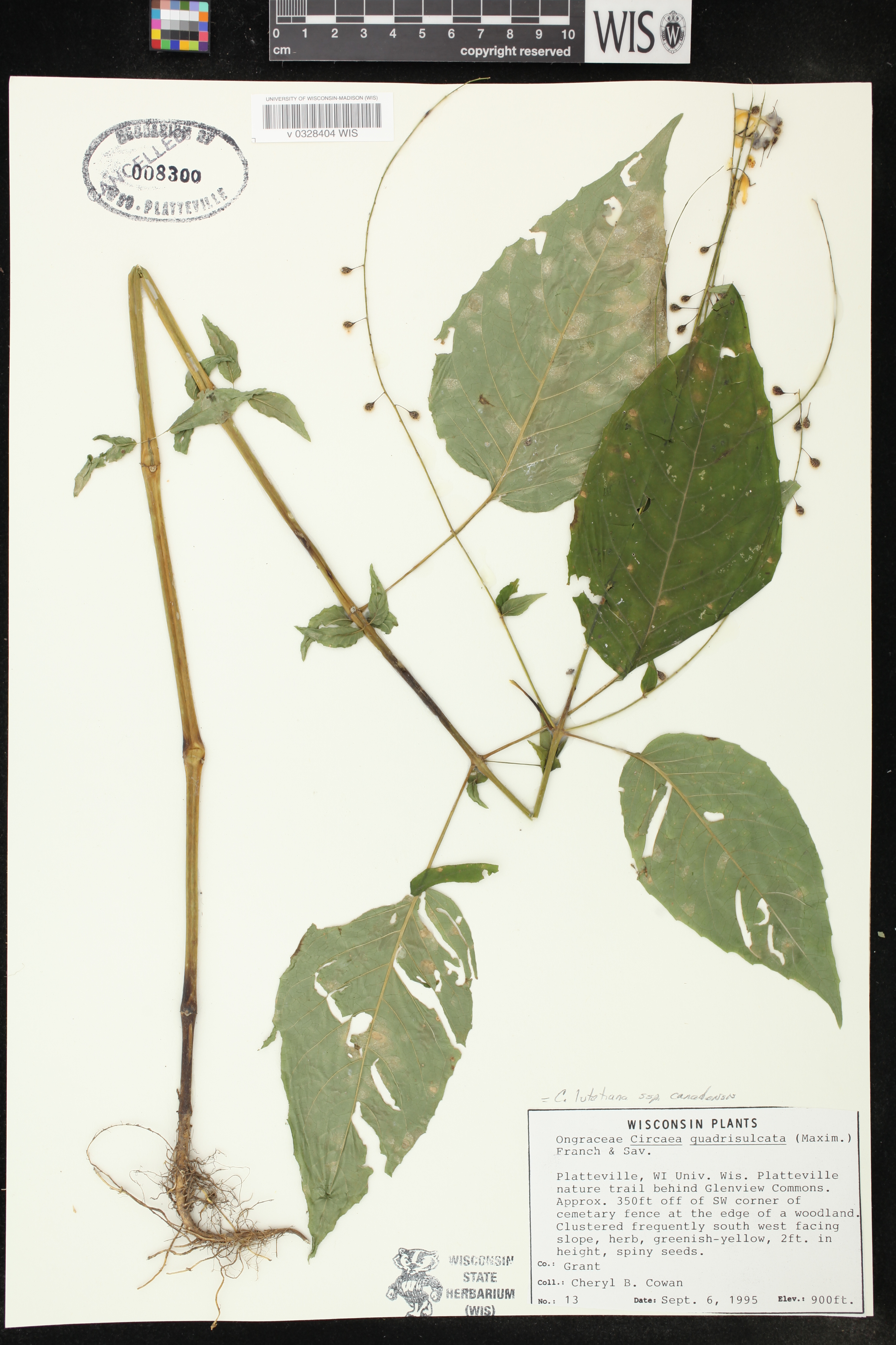 Circaea canadensis subsp. canadensis image