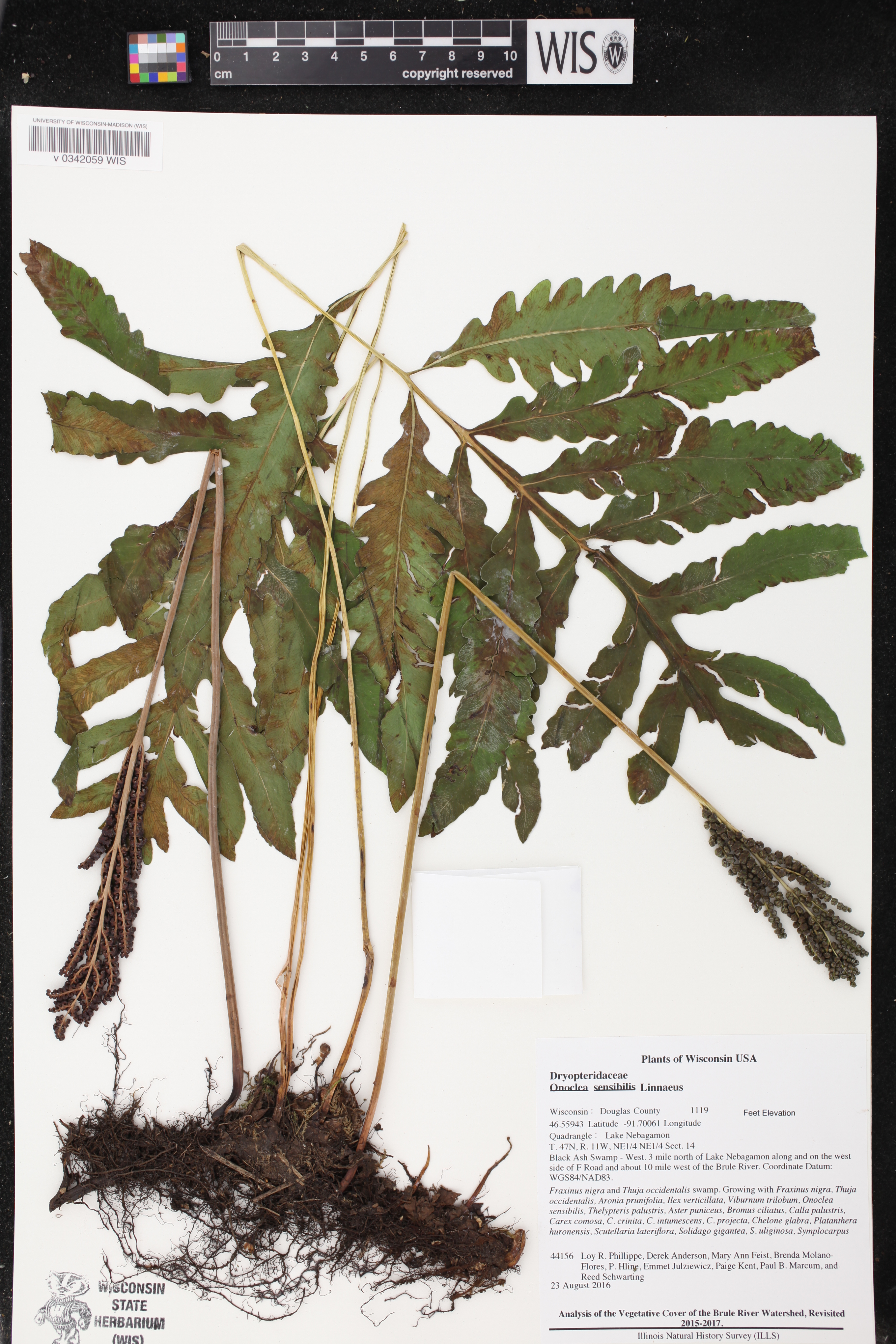 Onoclea sensibilis image