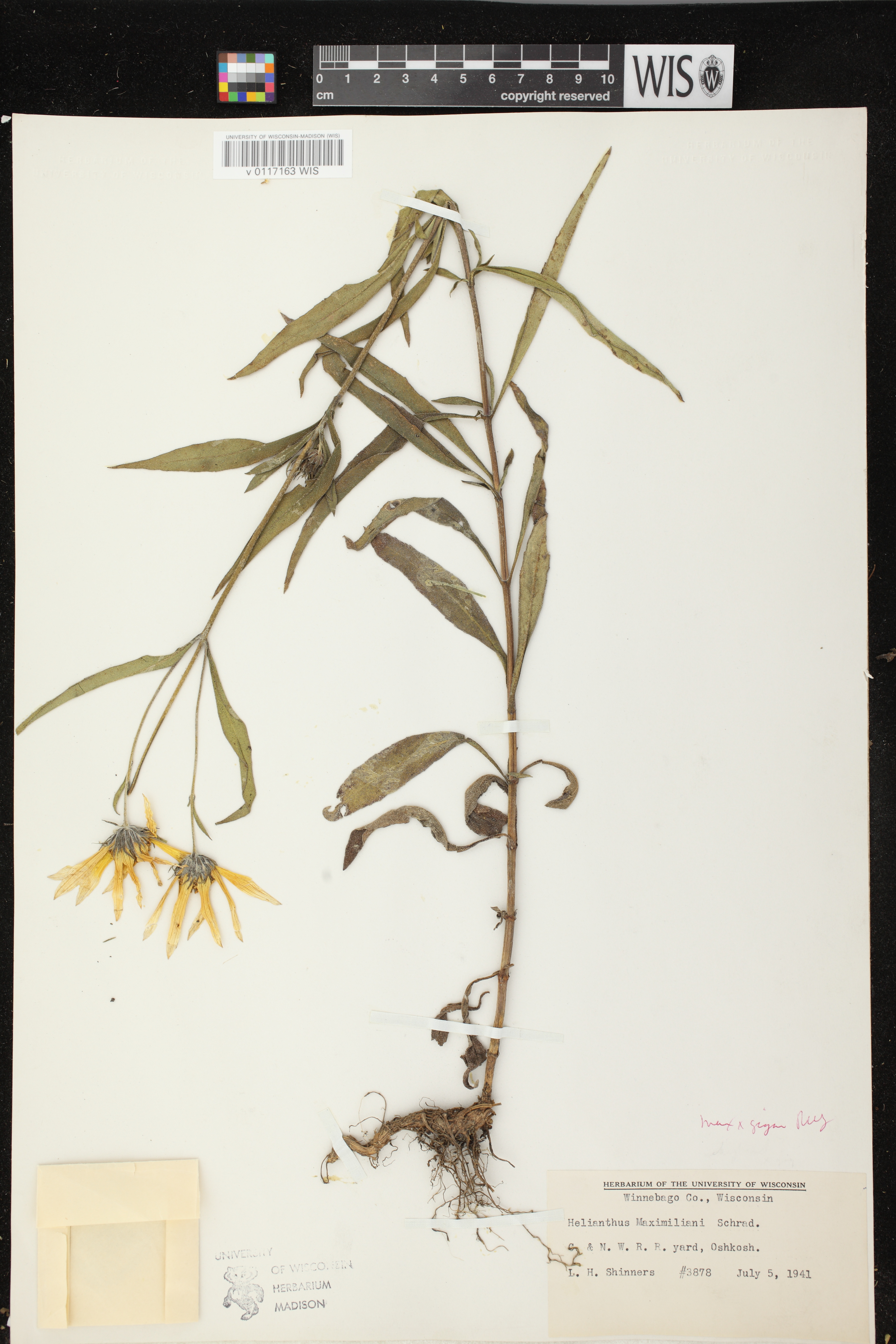 Image of Helianthus giganteus x h. maximilianii
