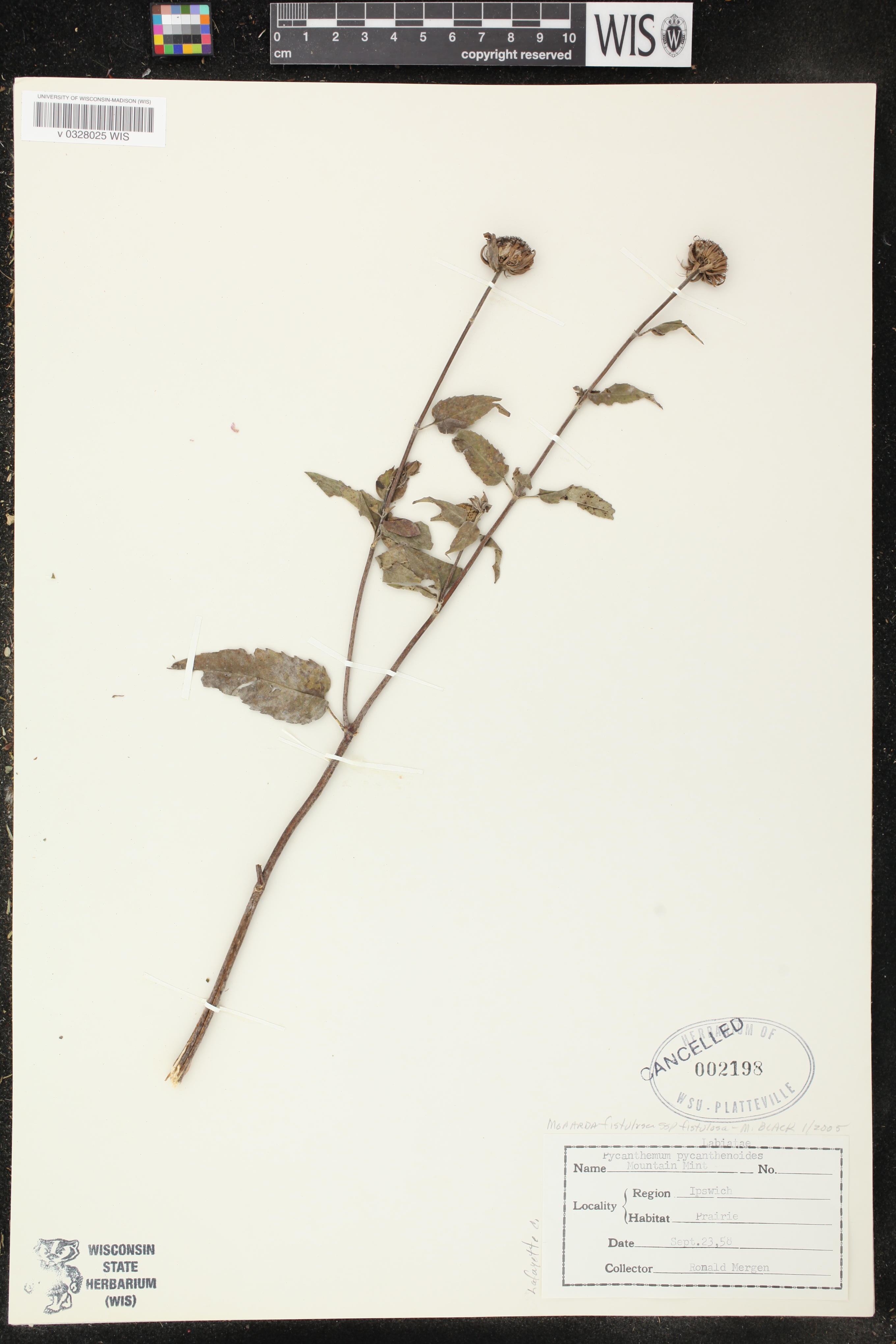 Monarda fistulosa image
