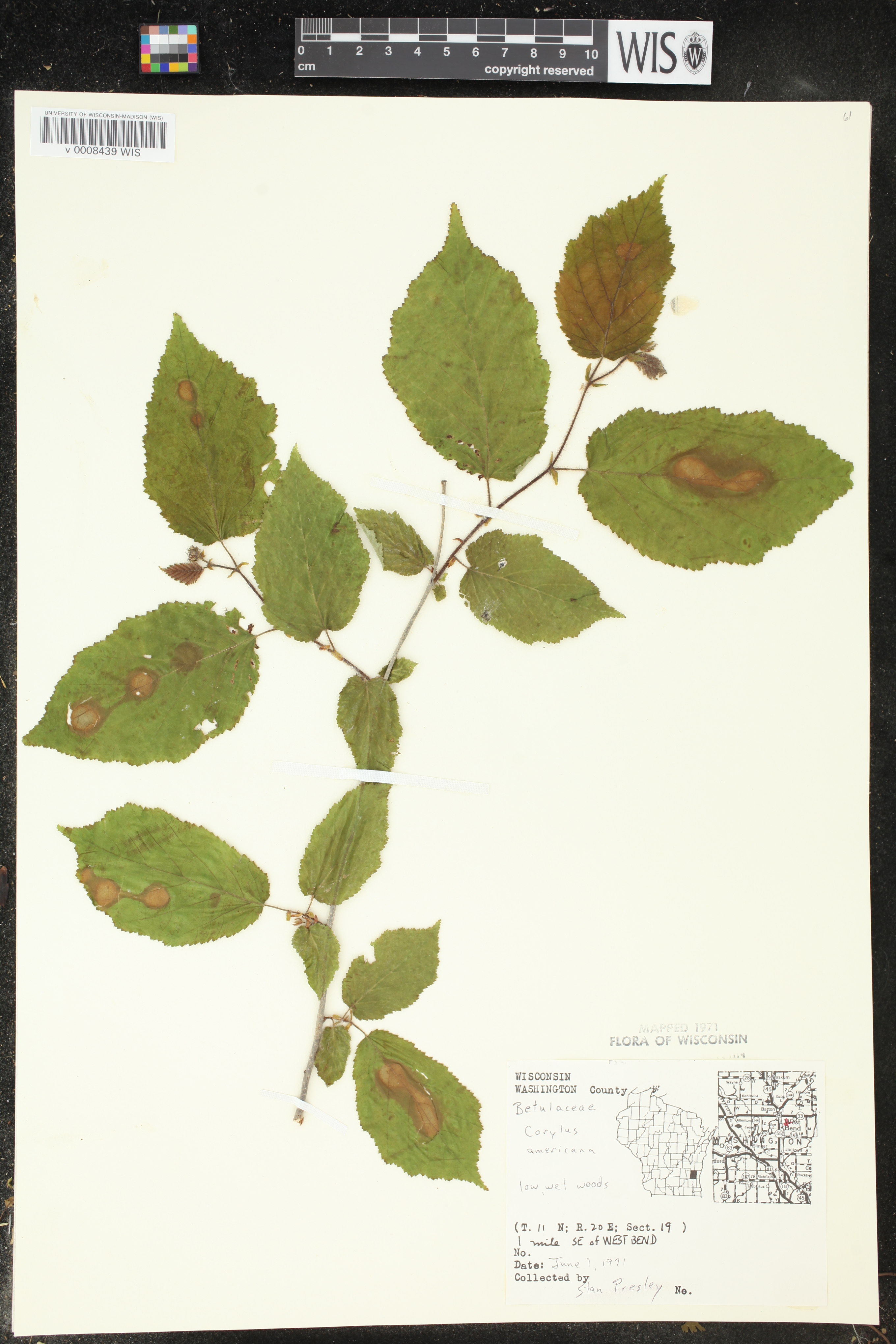 Corylus americana image