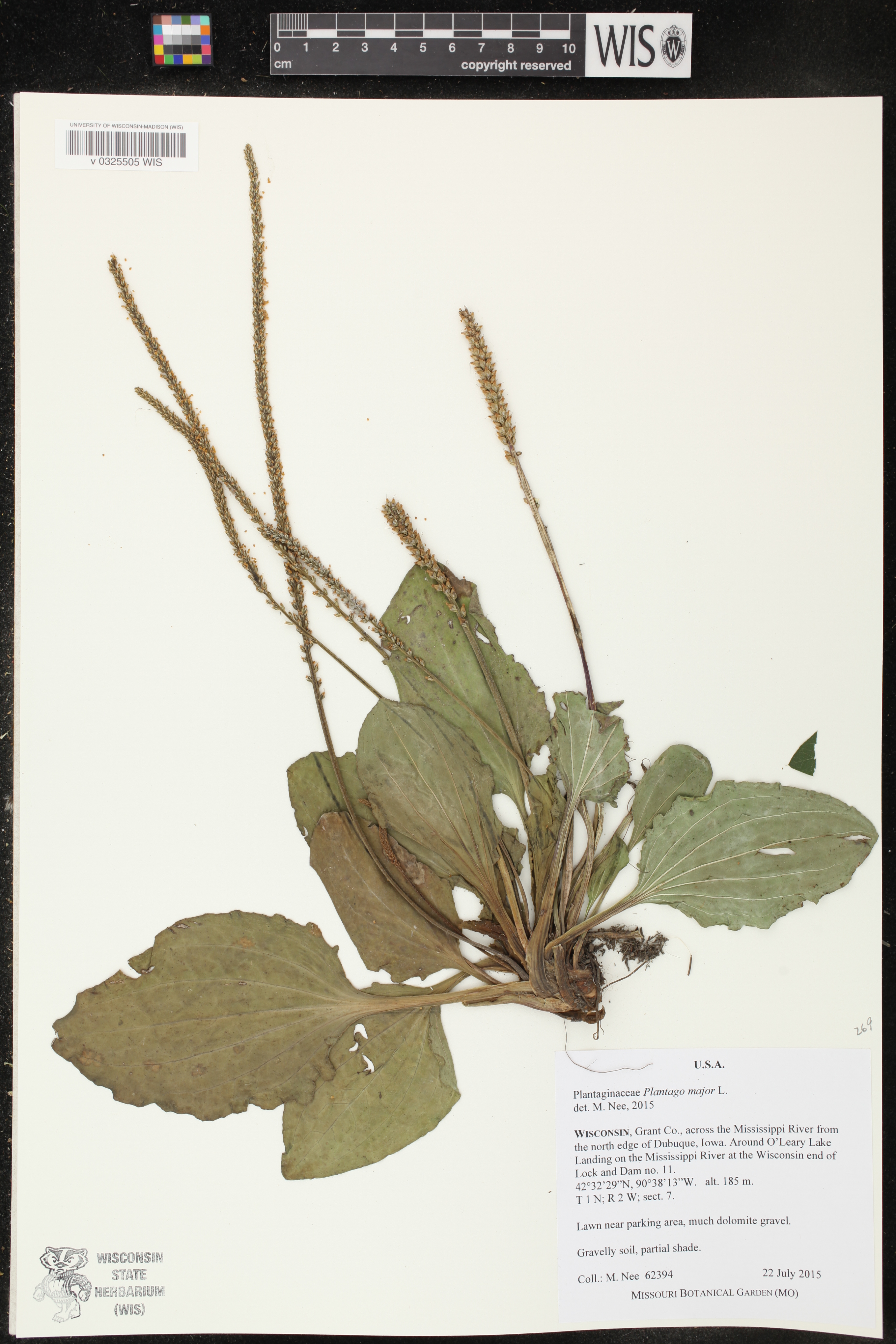 Plantago major image