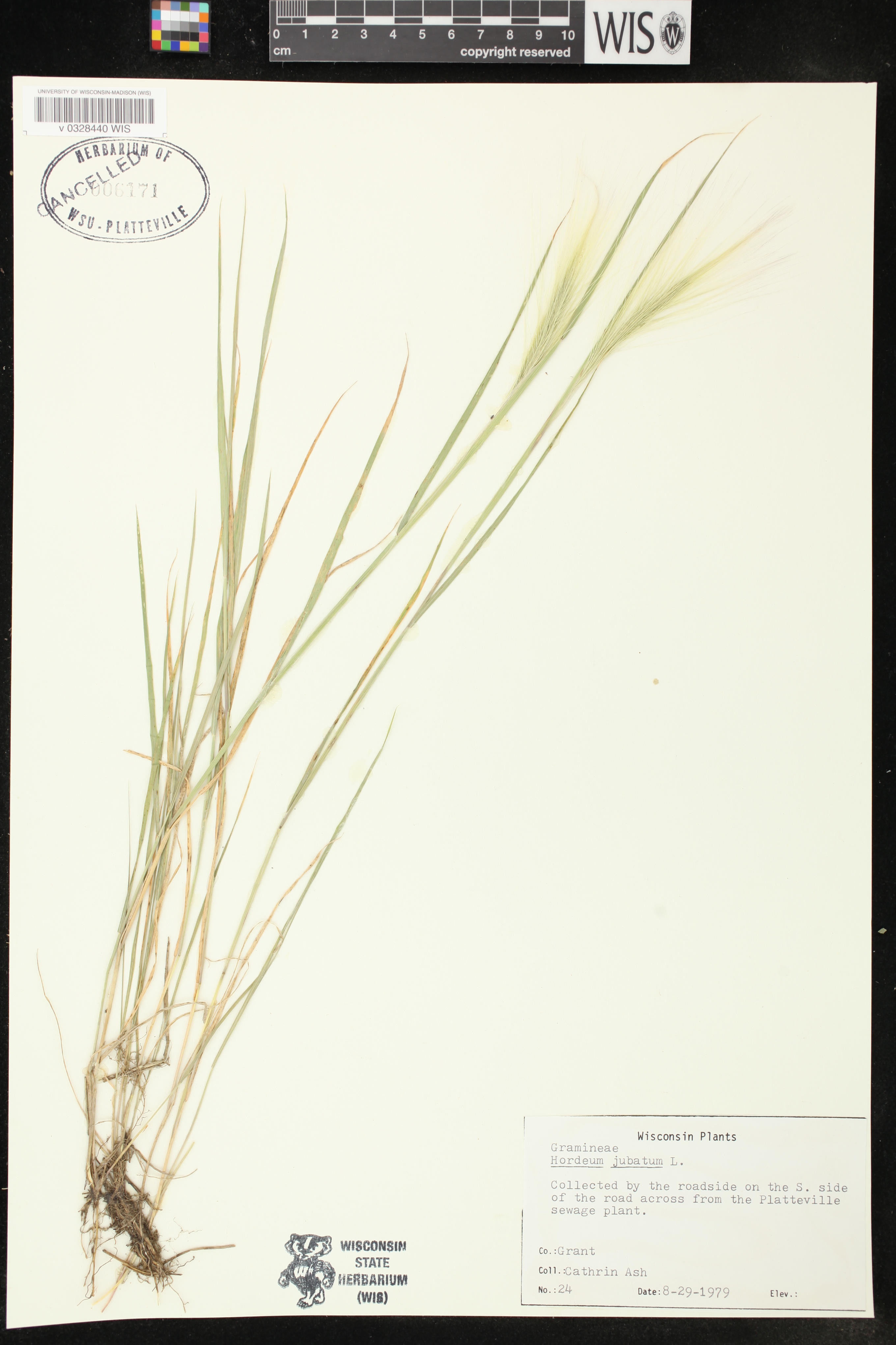 Hordeum jubatum image
