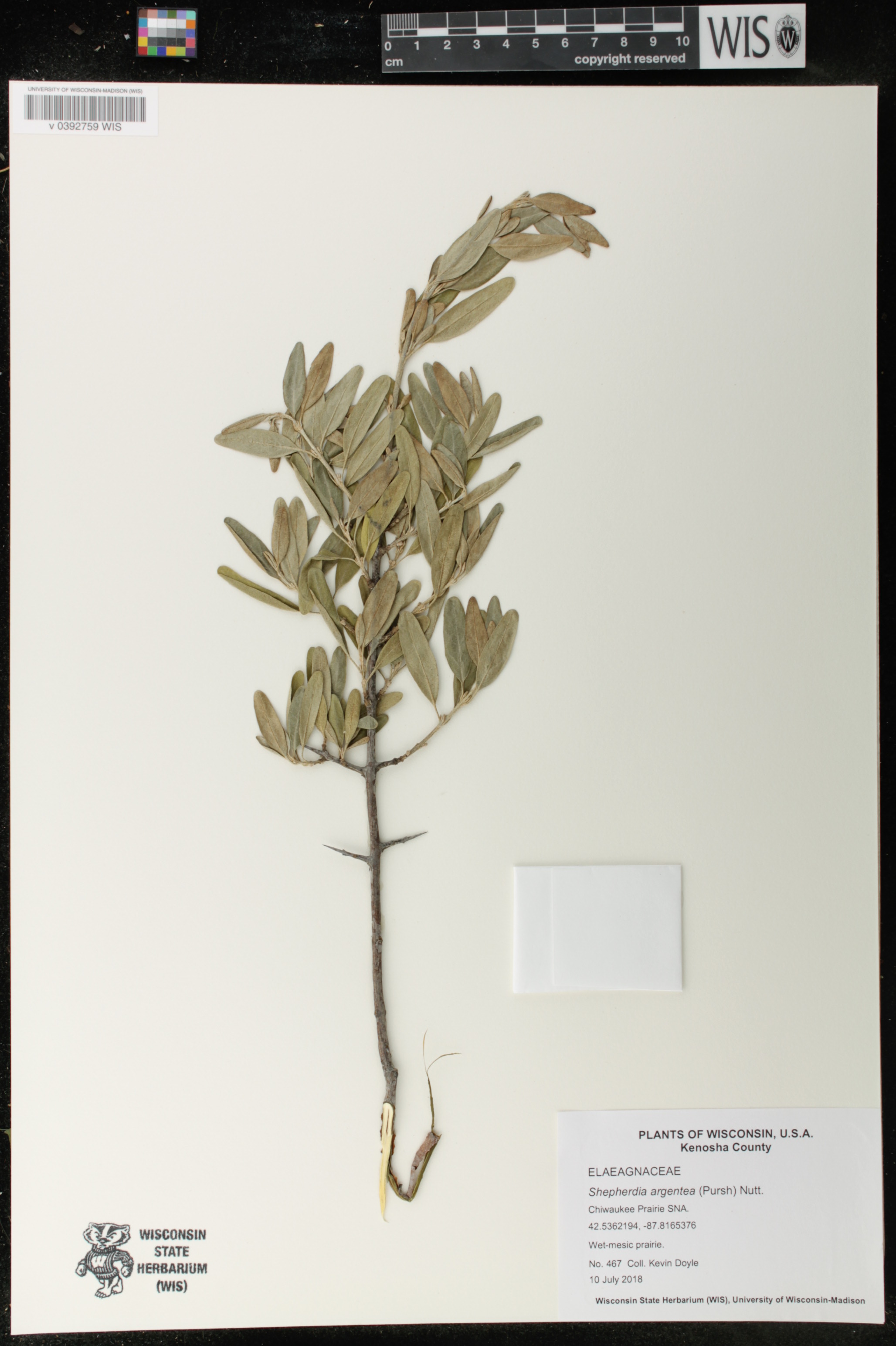 Shepherdia argentea image