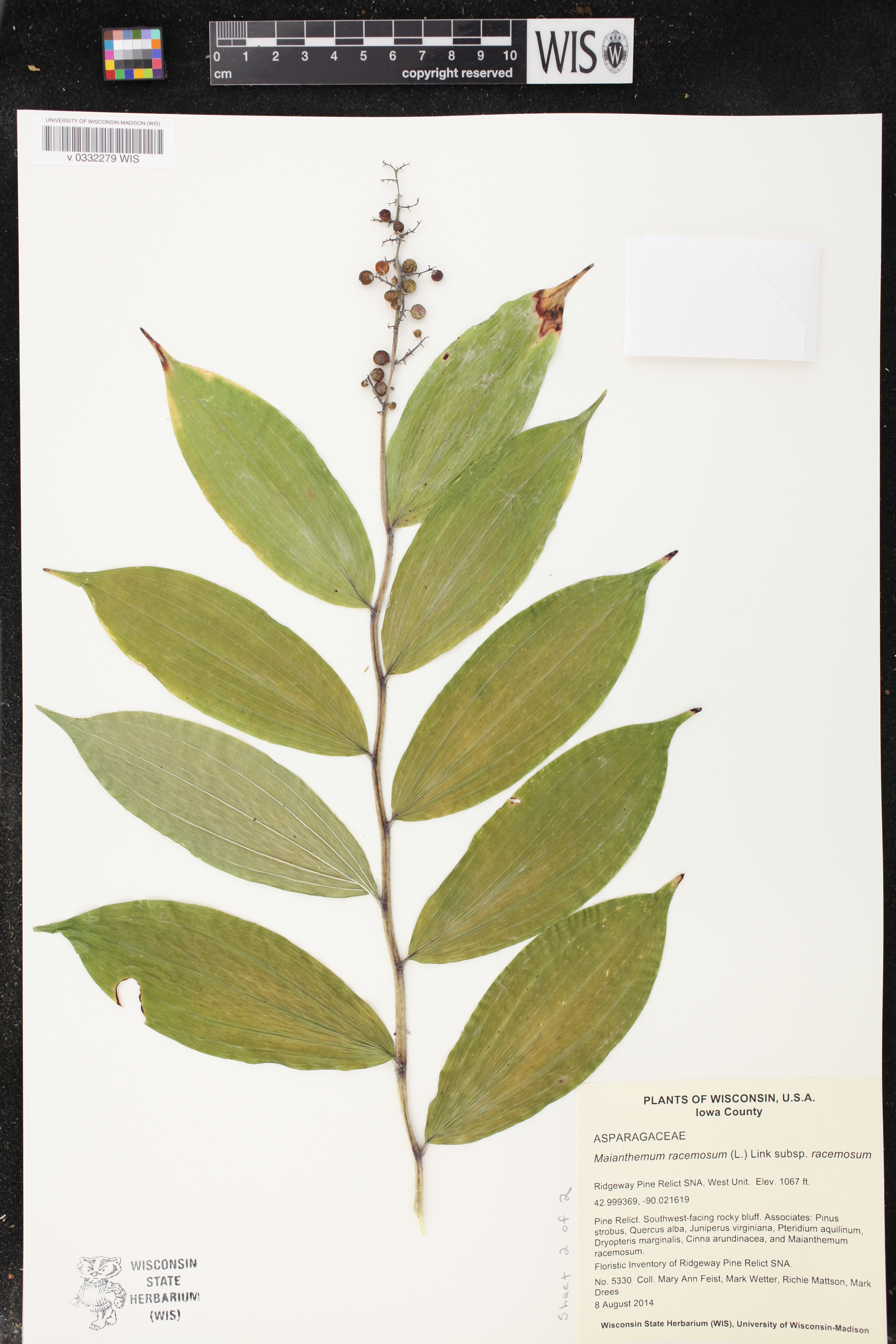 Maianthemum racemosum image