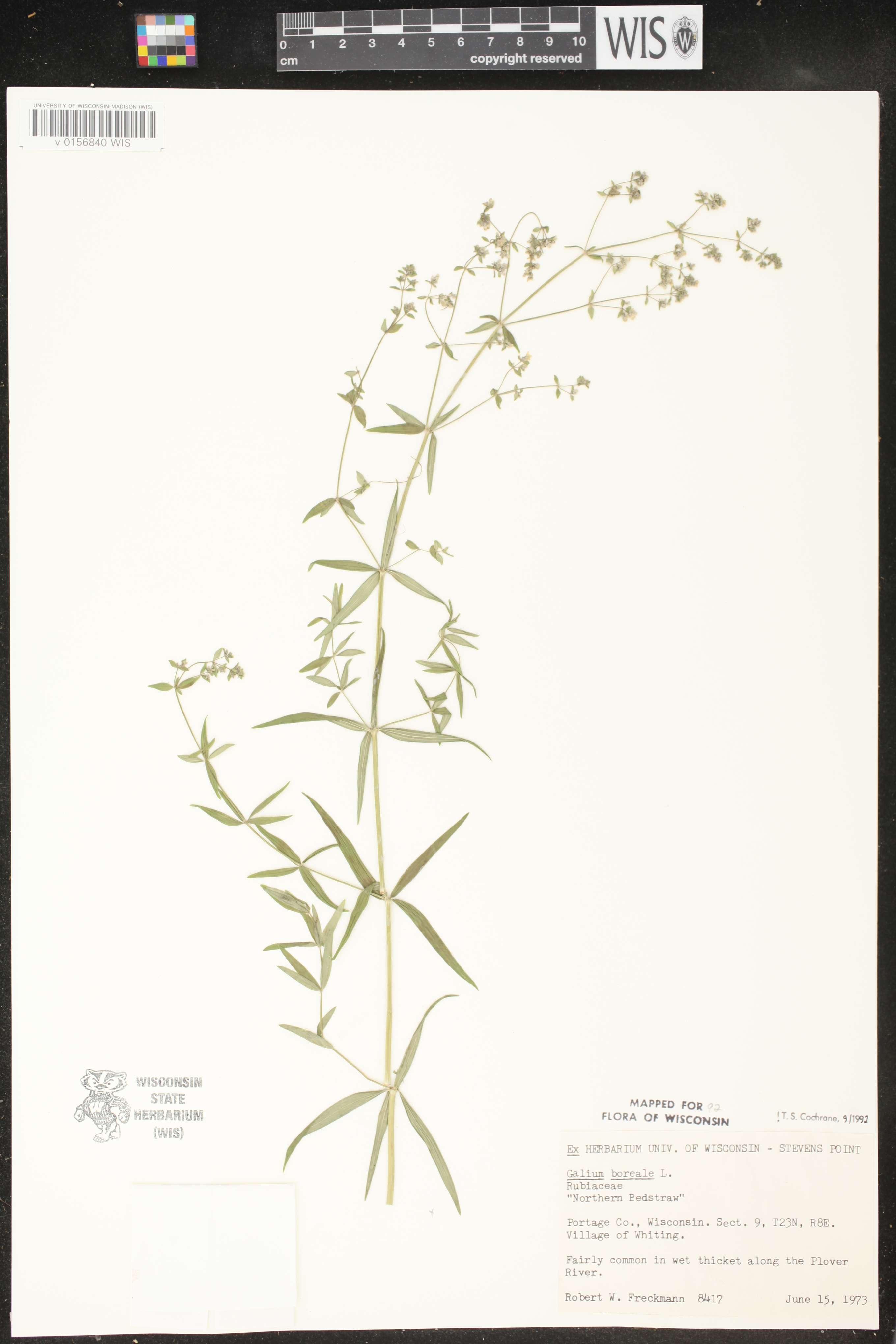 Galium boreale image