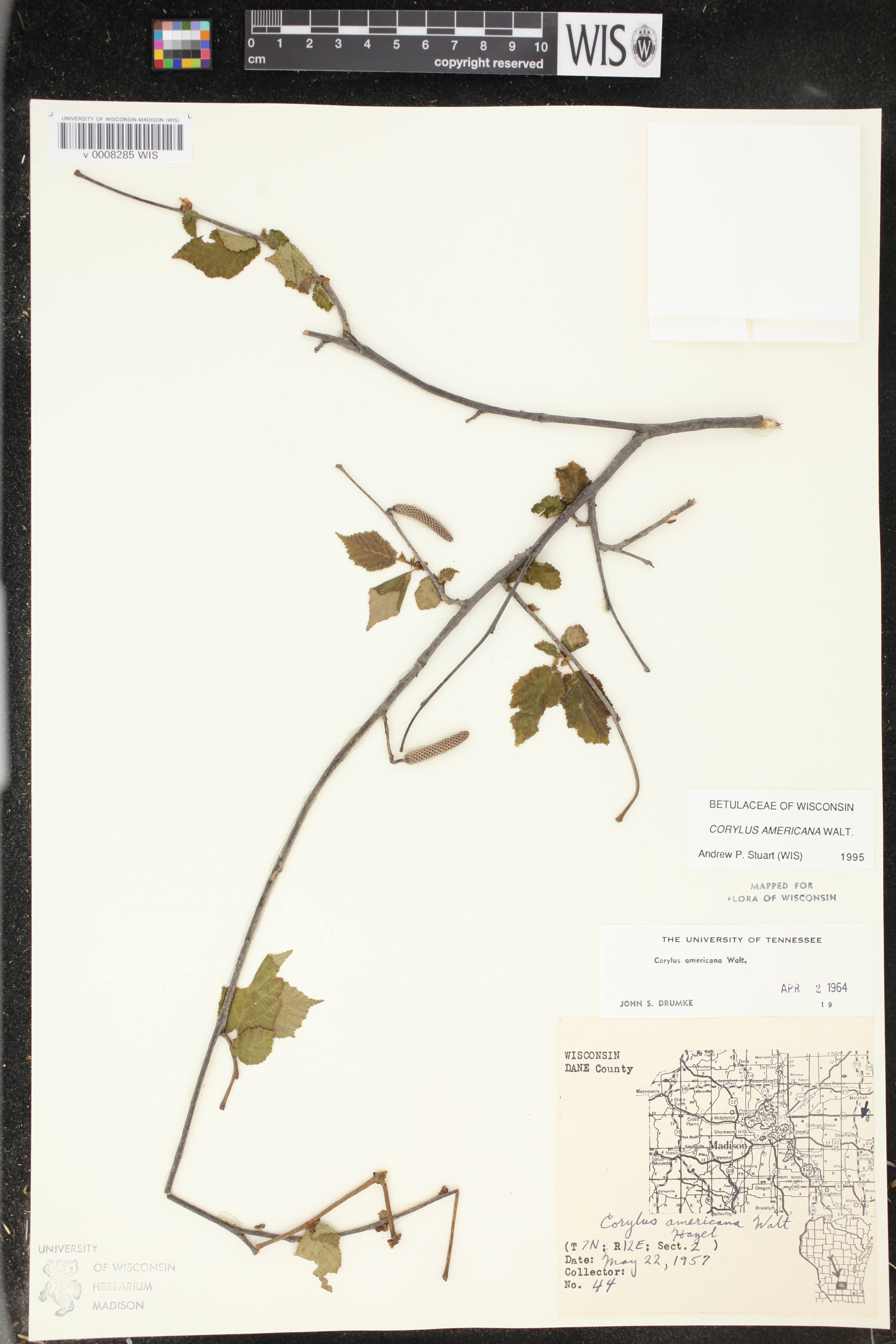 Corylus americana image
