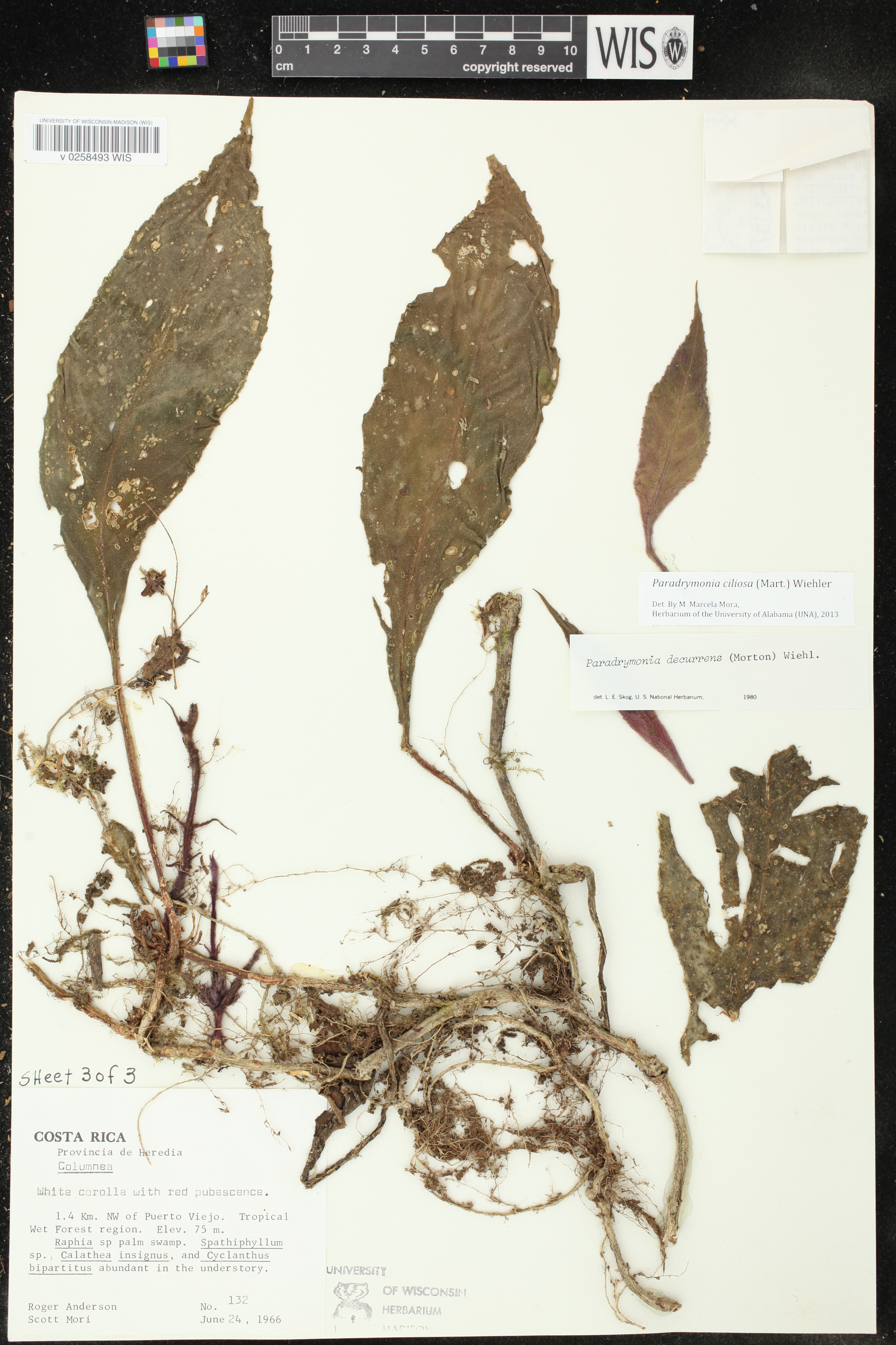 Paradrymonia ciliosa image