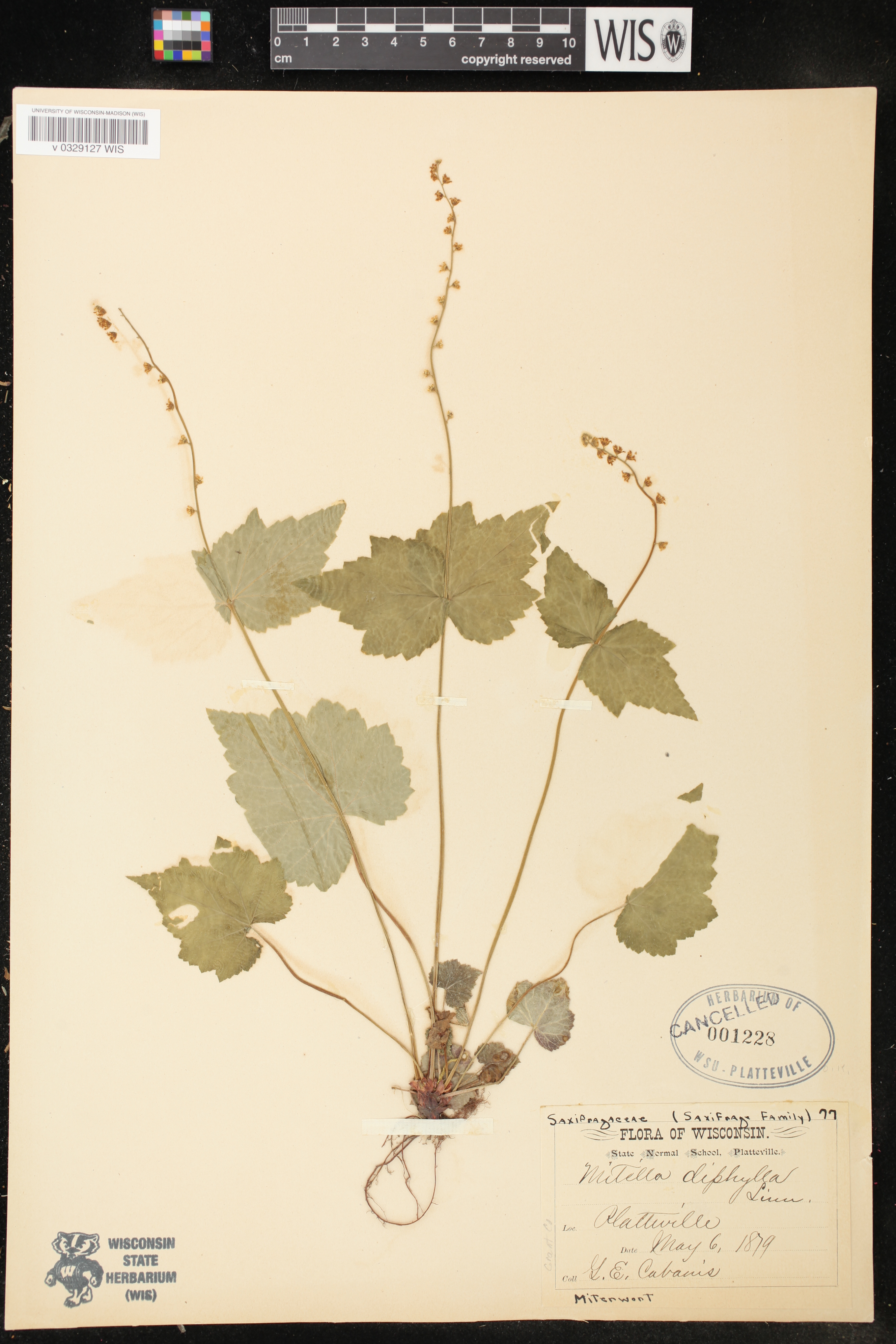 Mitella diphylla image