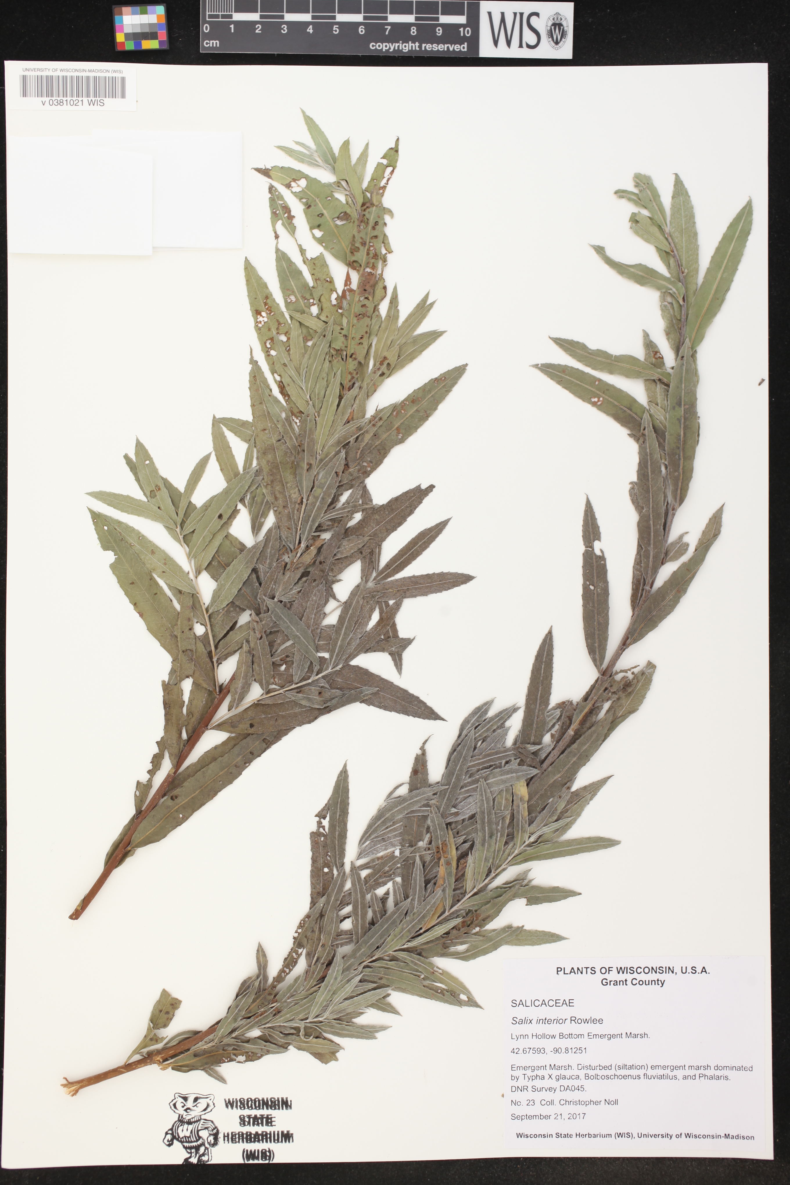 Salix interior image