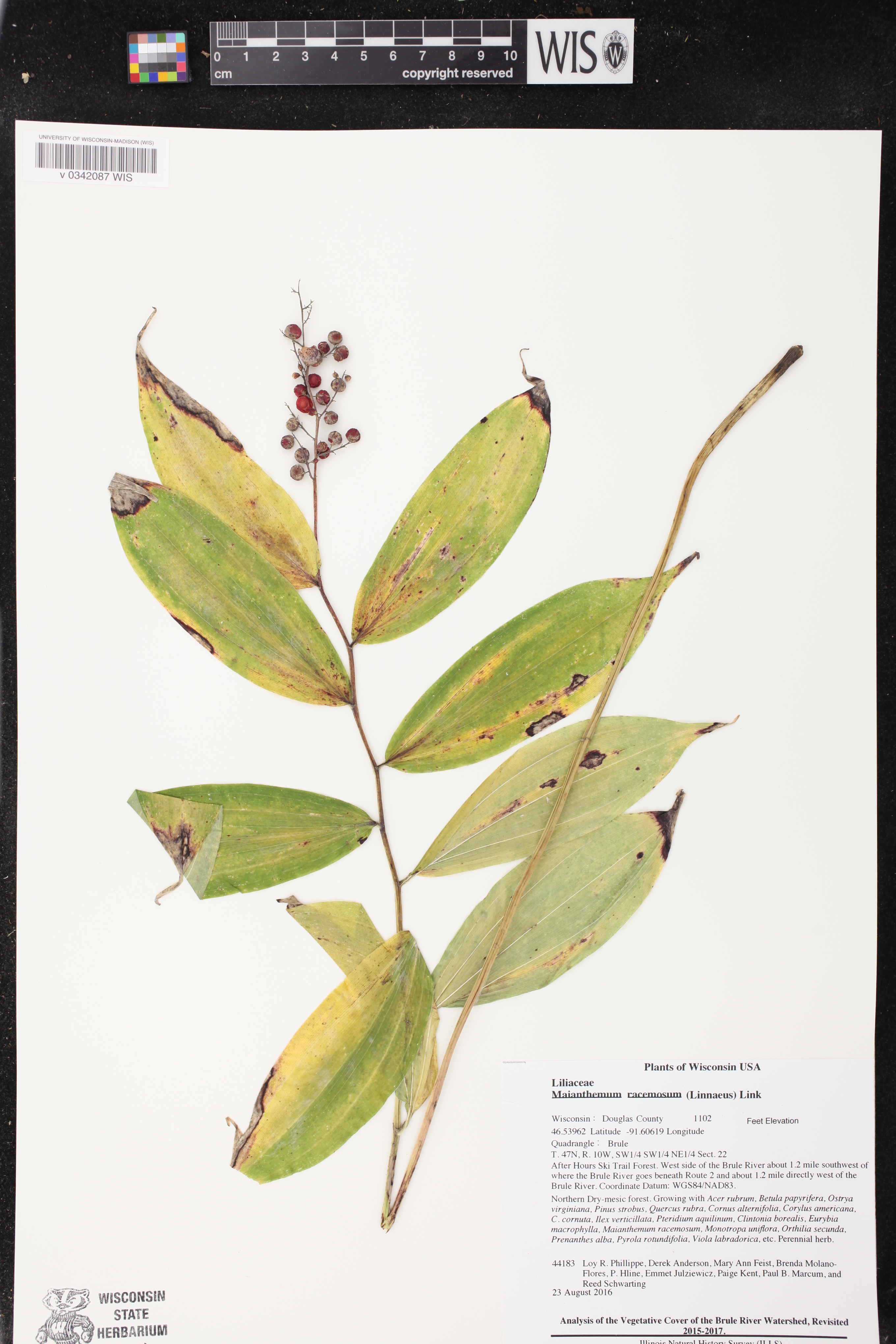 Maianthemum racemosum image