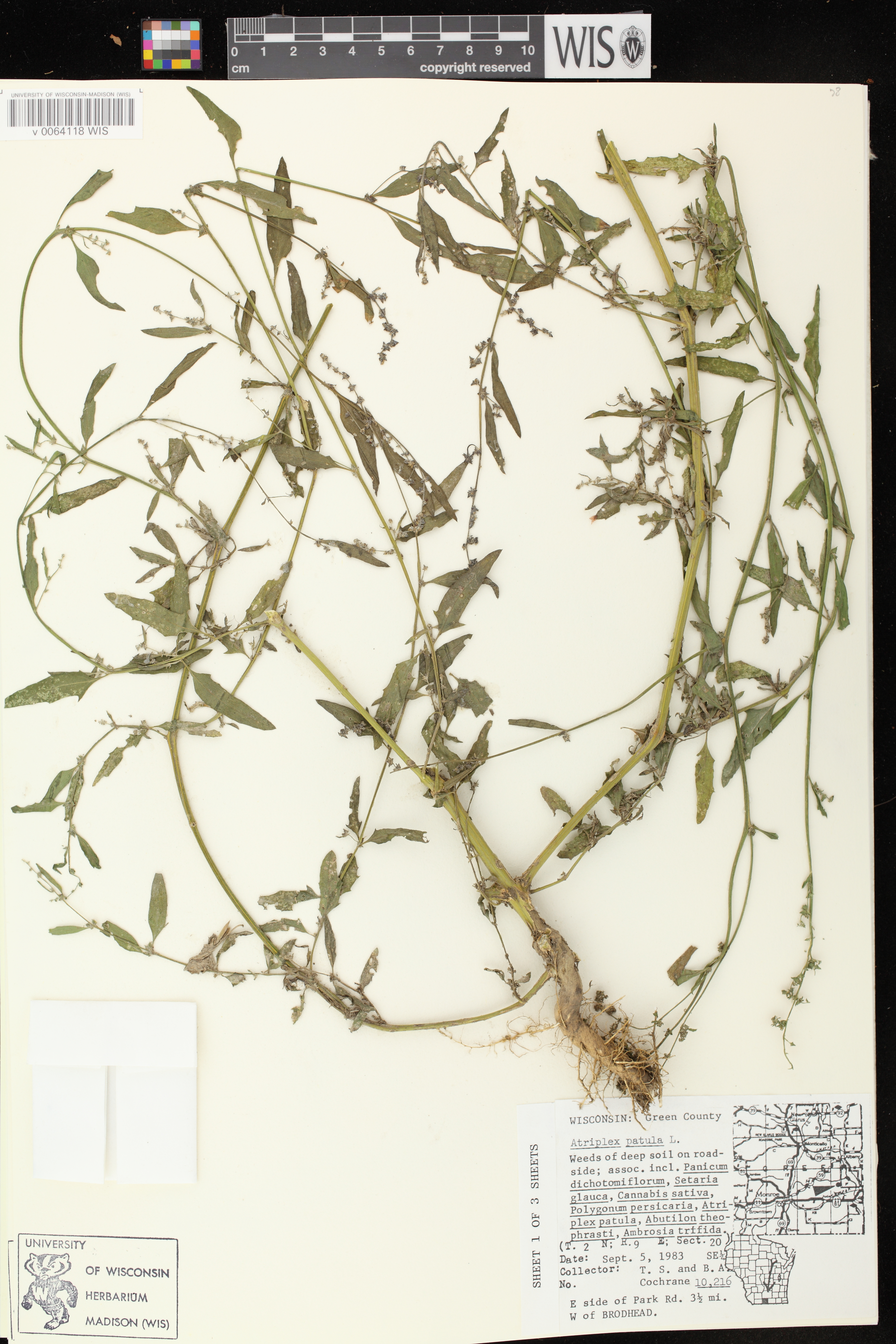 Atriplex patula image