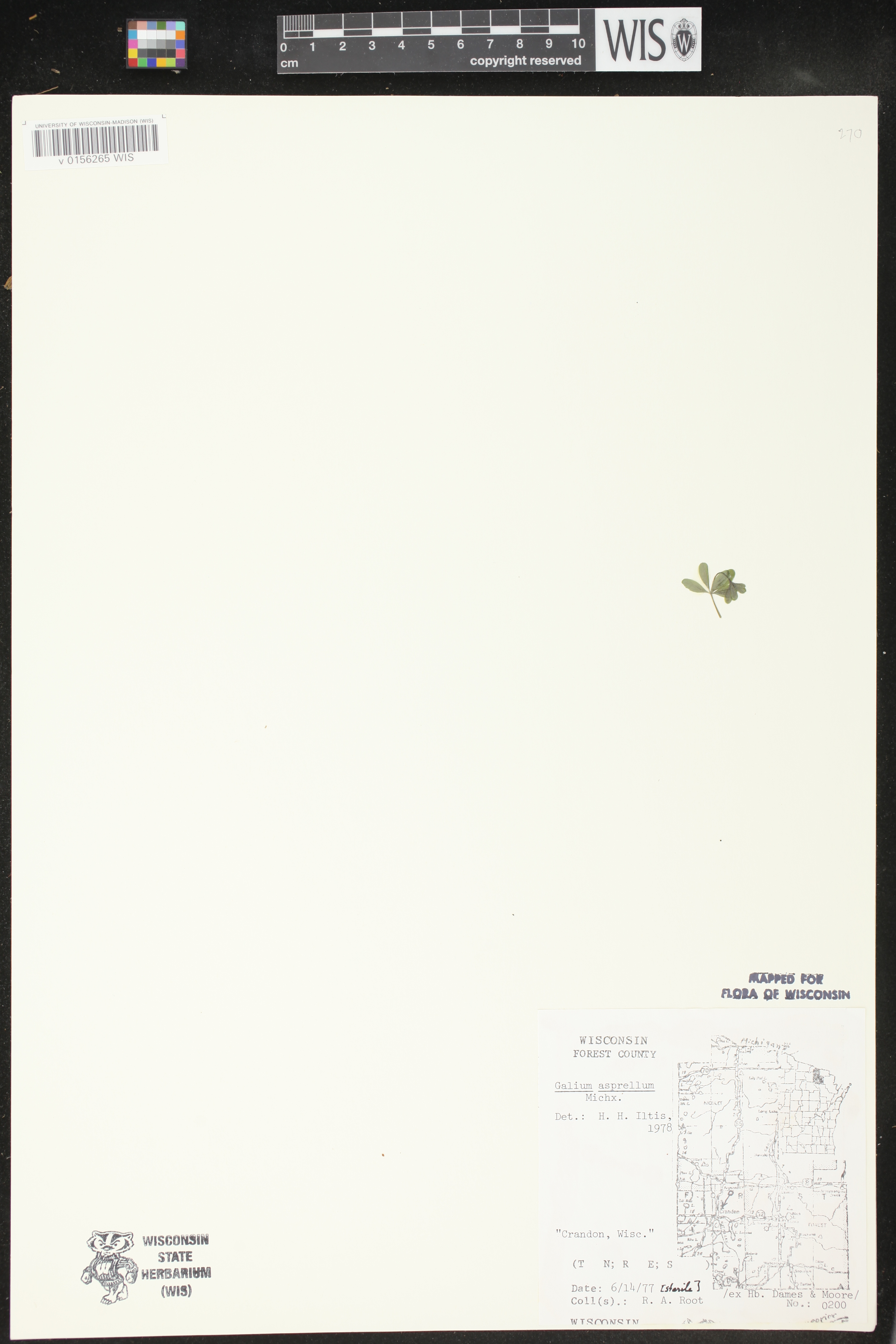 Galium asprellum image