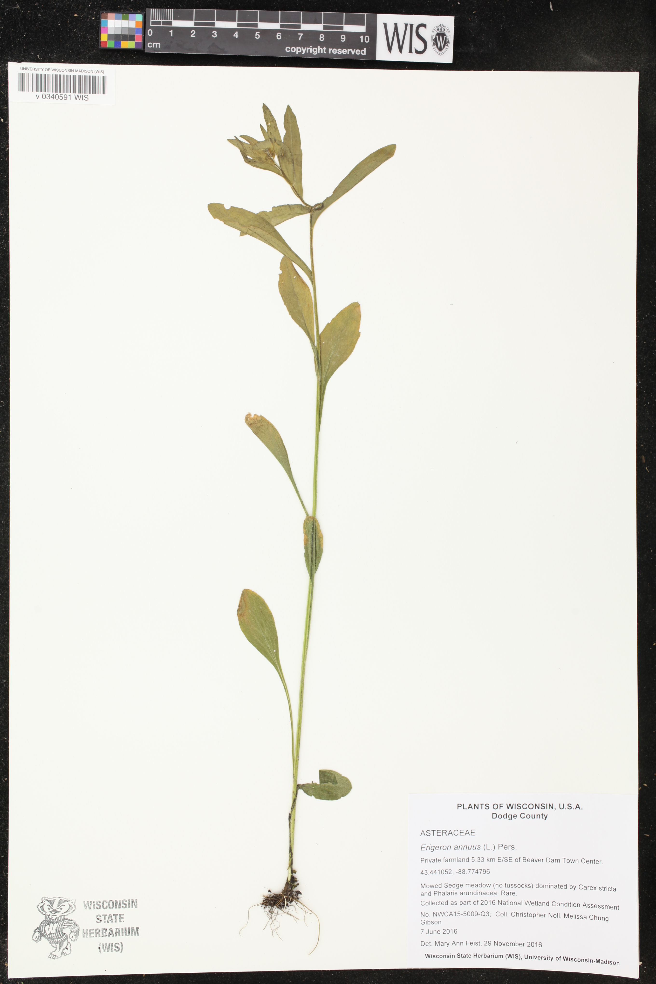 Erigeron annuus image