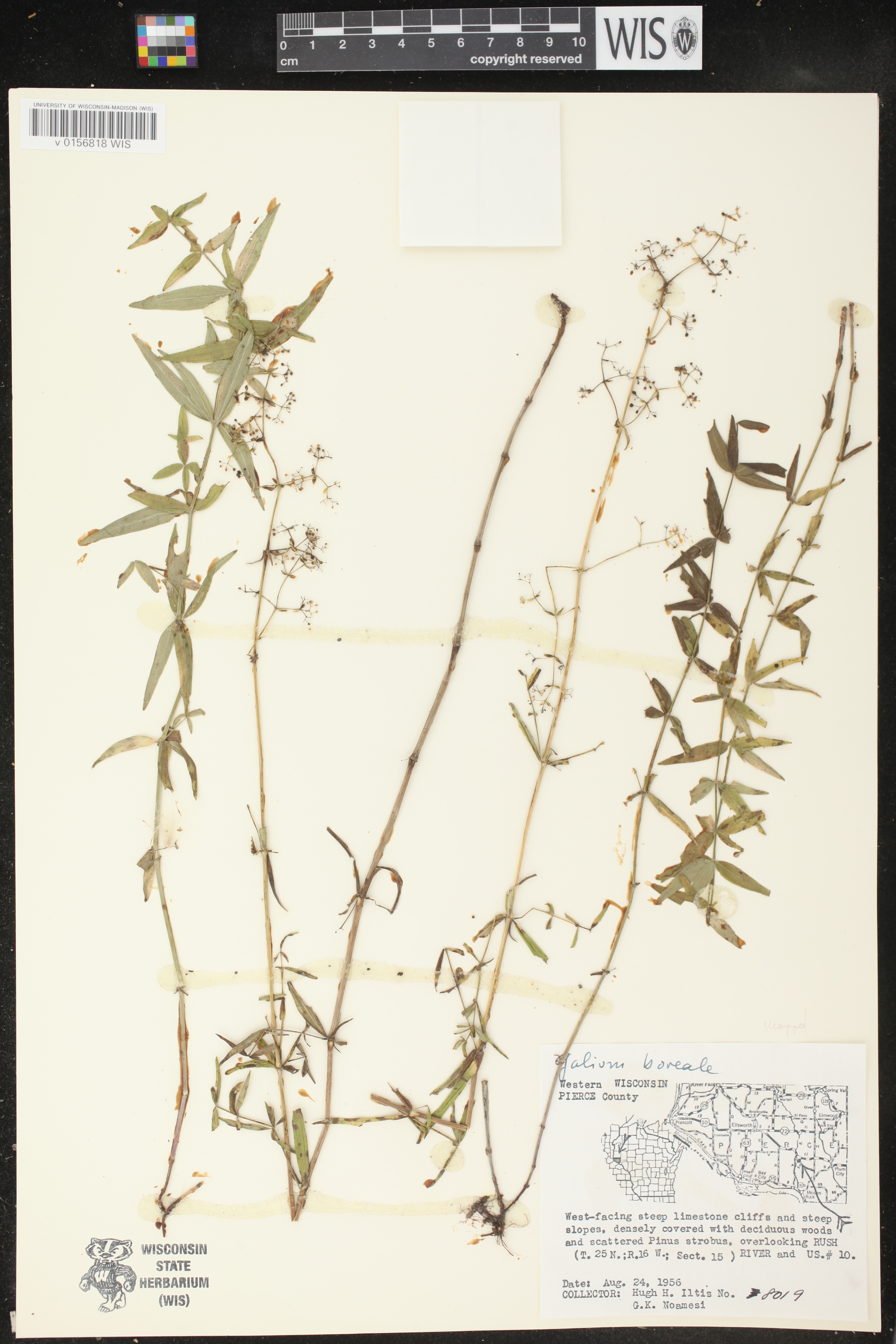 Galium boreale image