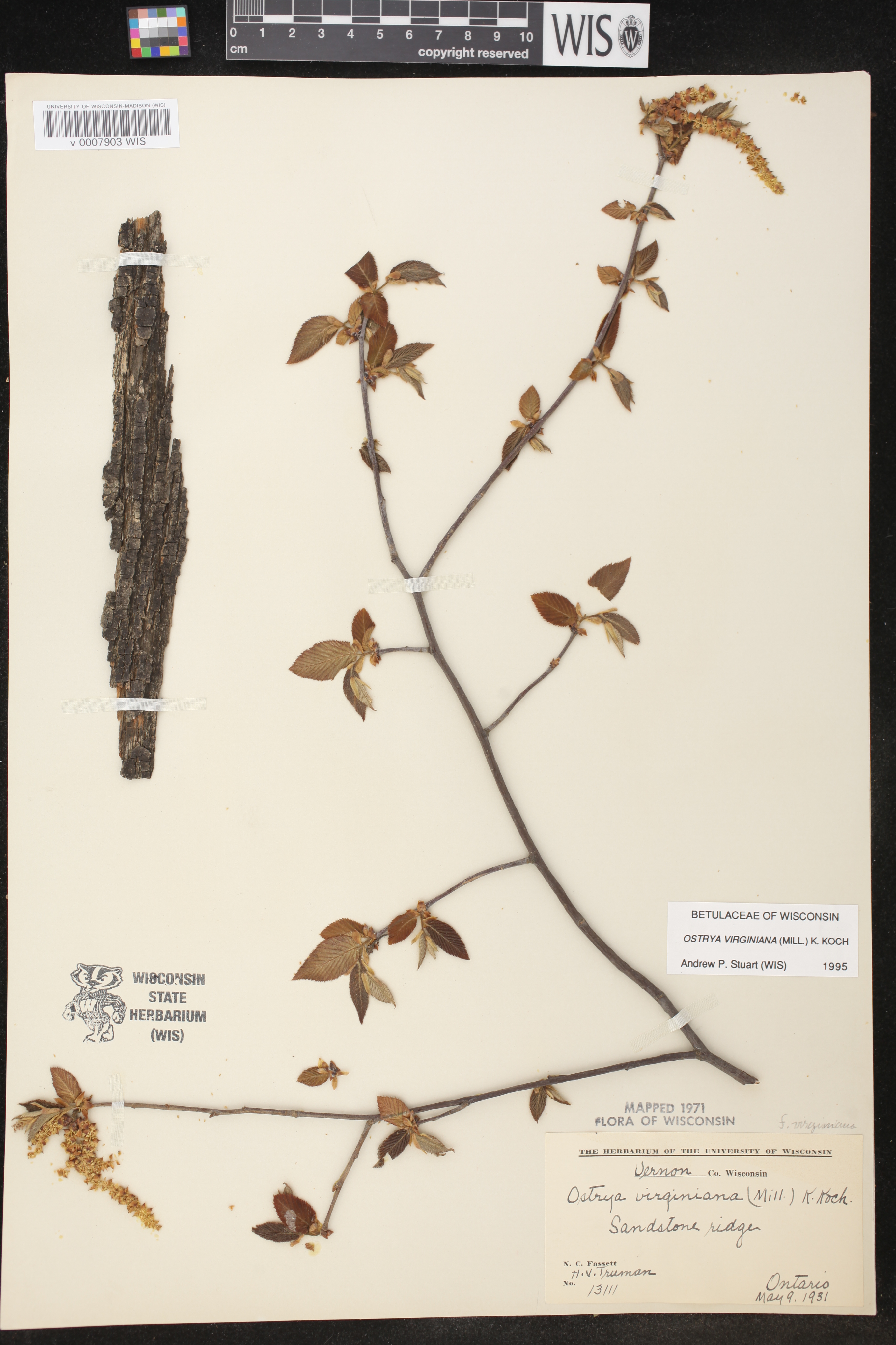 Ostrya virginiana image