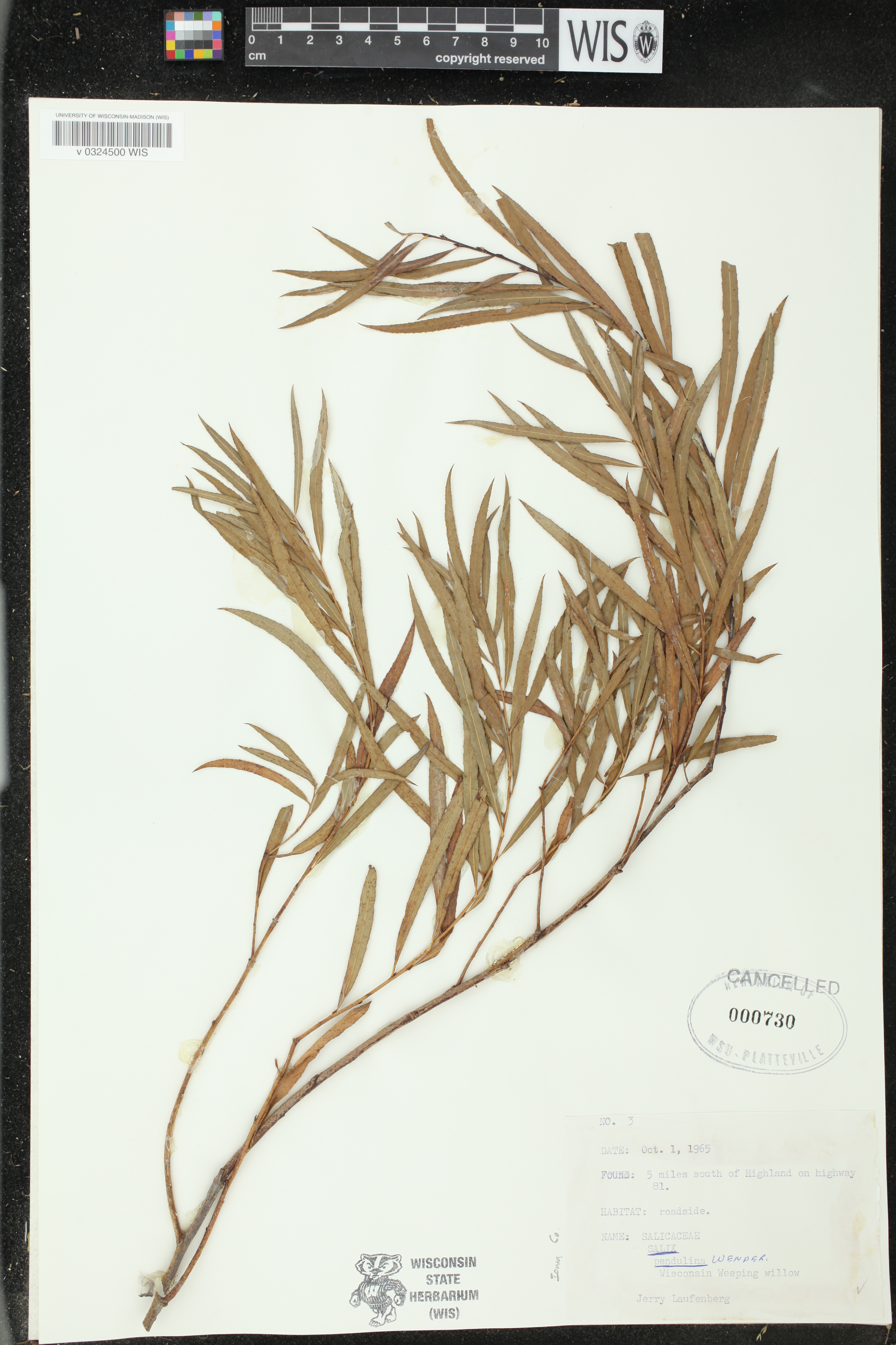 Salix x pendulina image