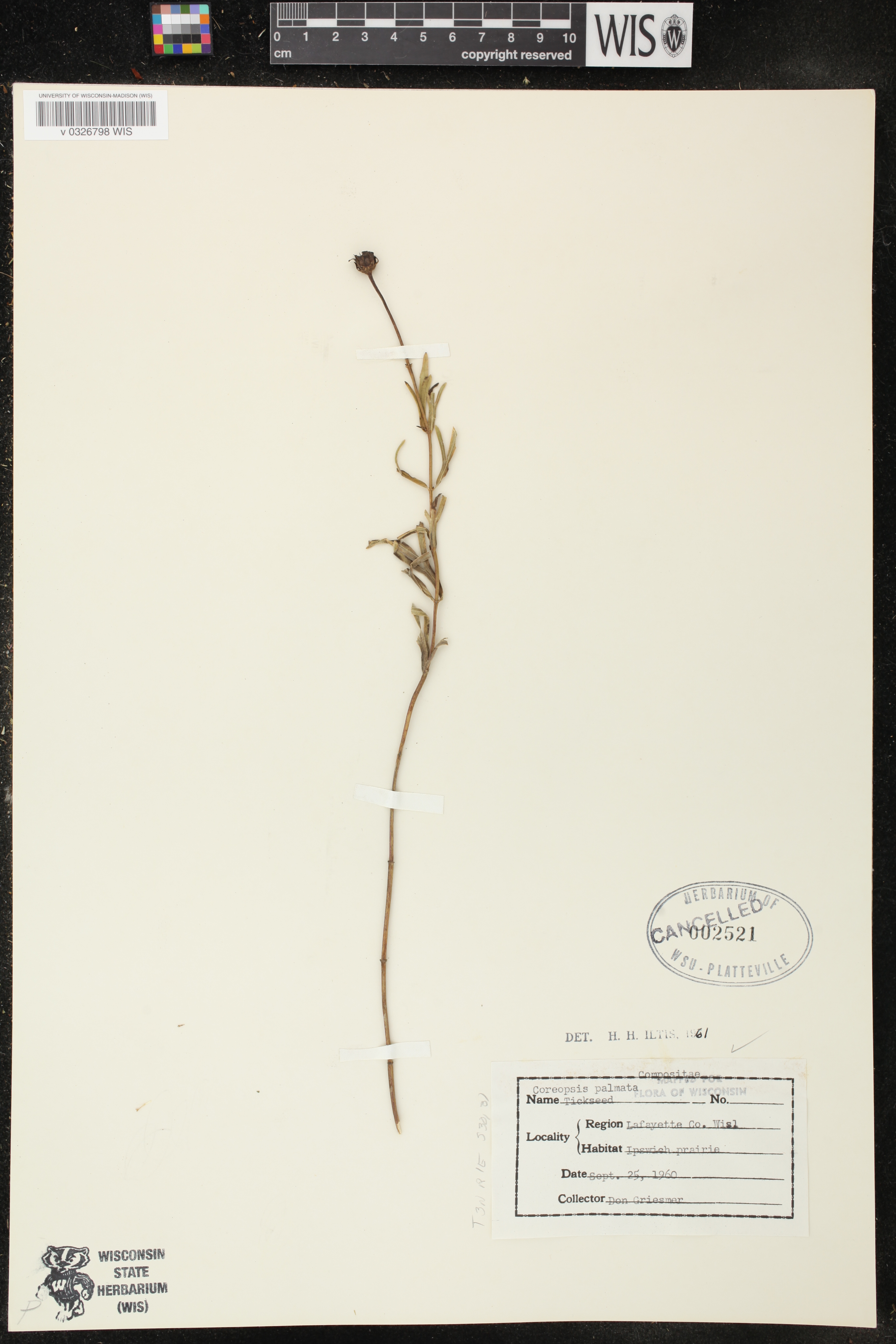 Coreopsis palmata image