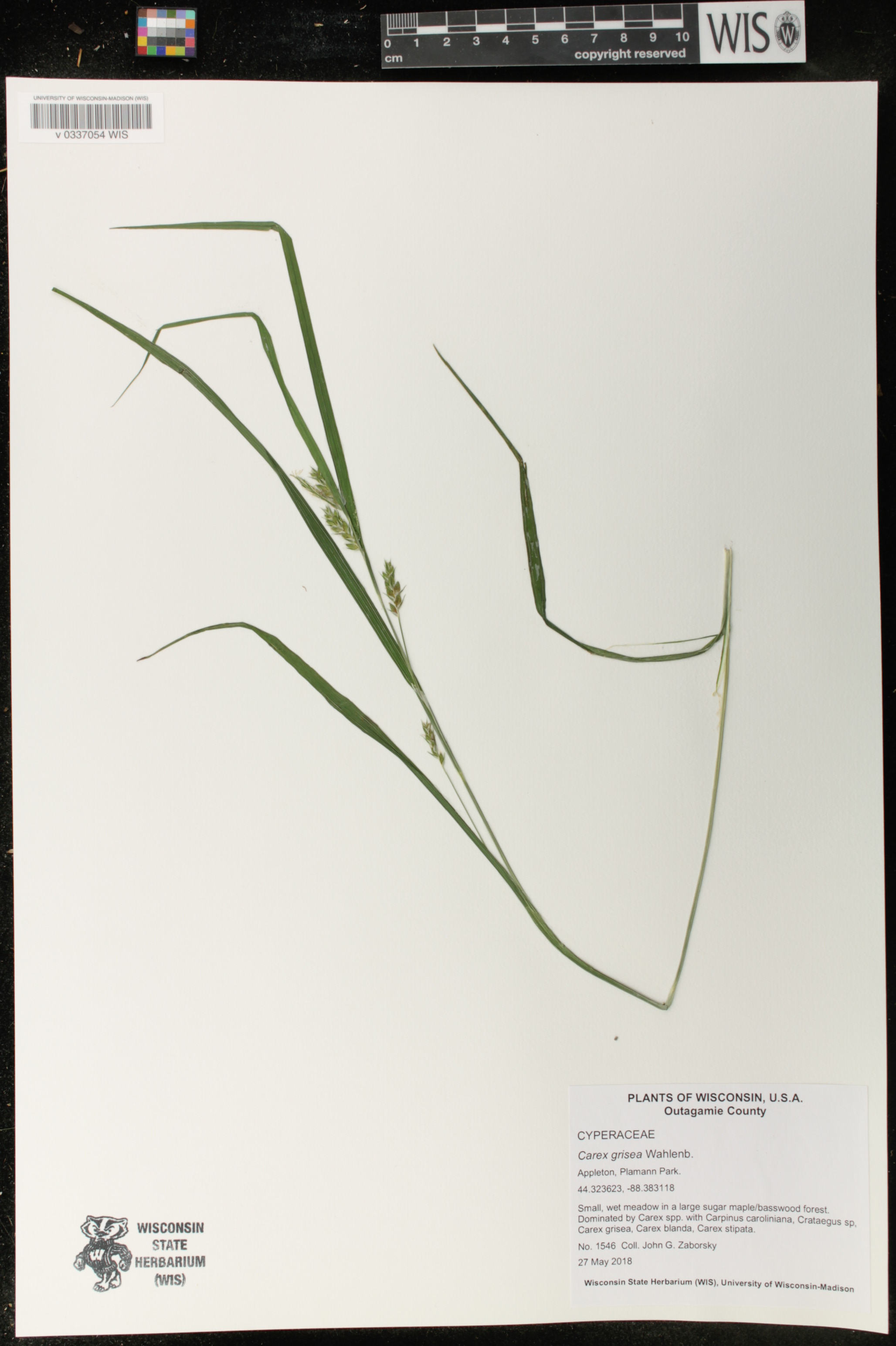 Carex grisea image