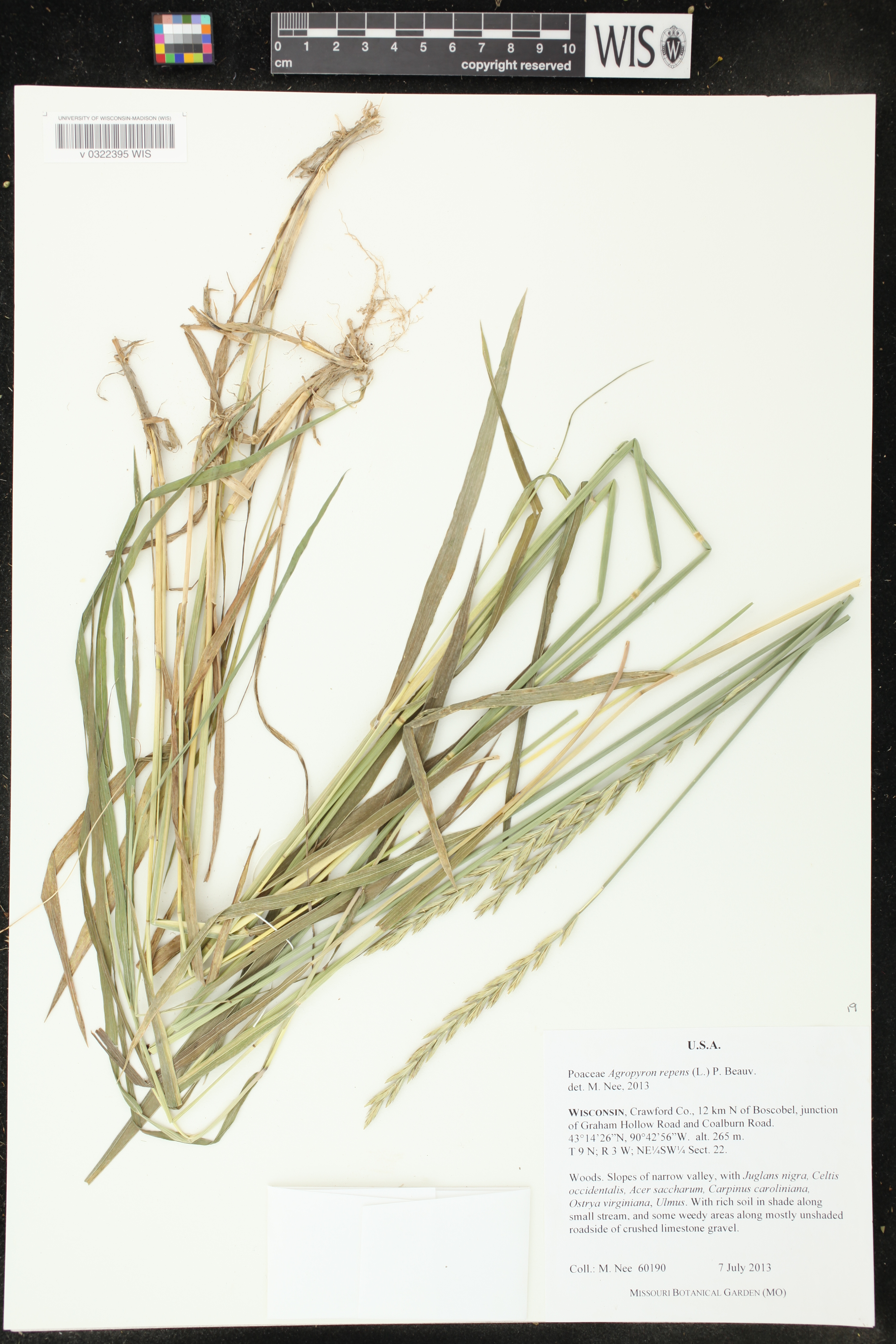 Elymus repens image