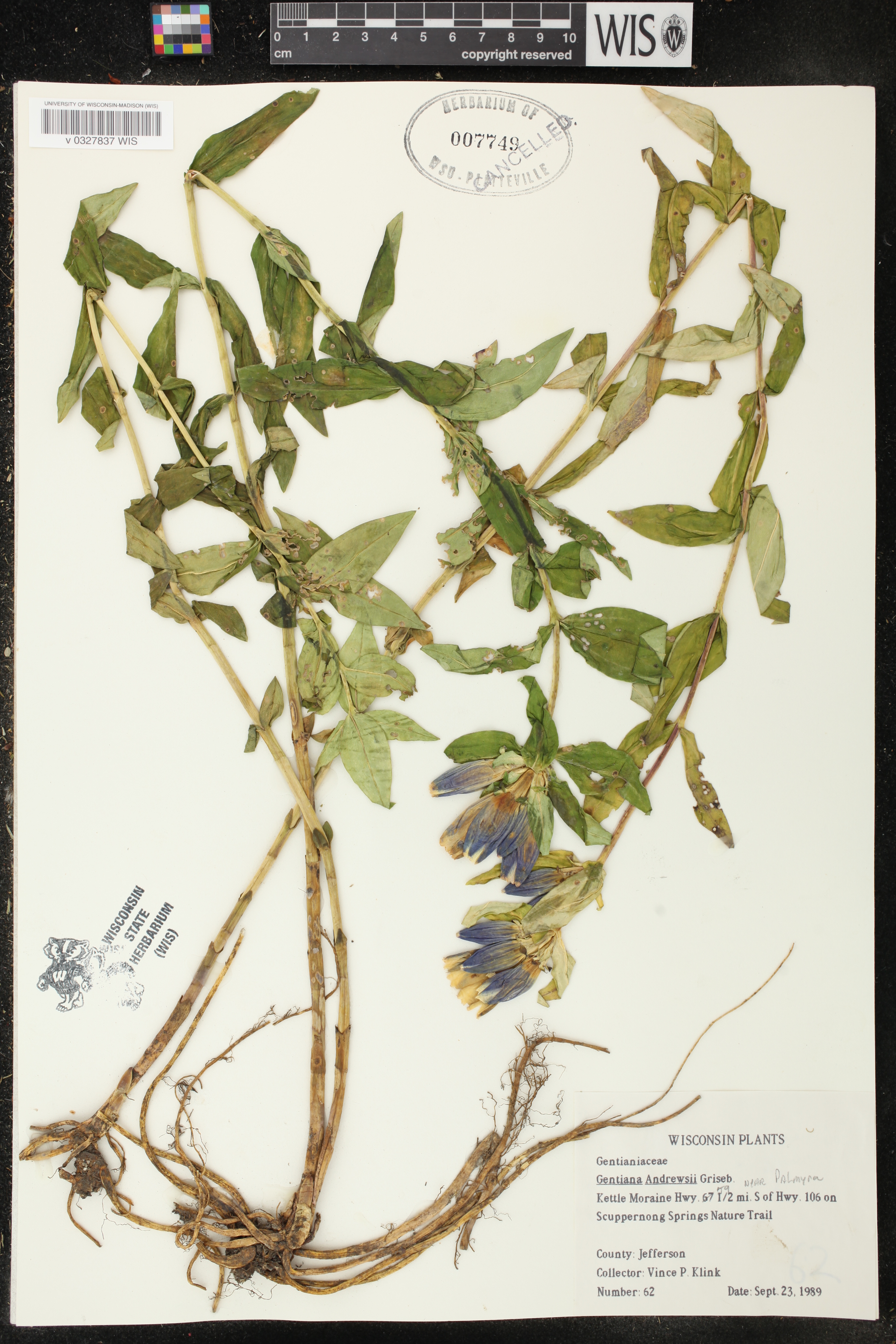 Gentiana andrewsii image