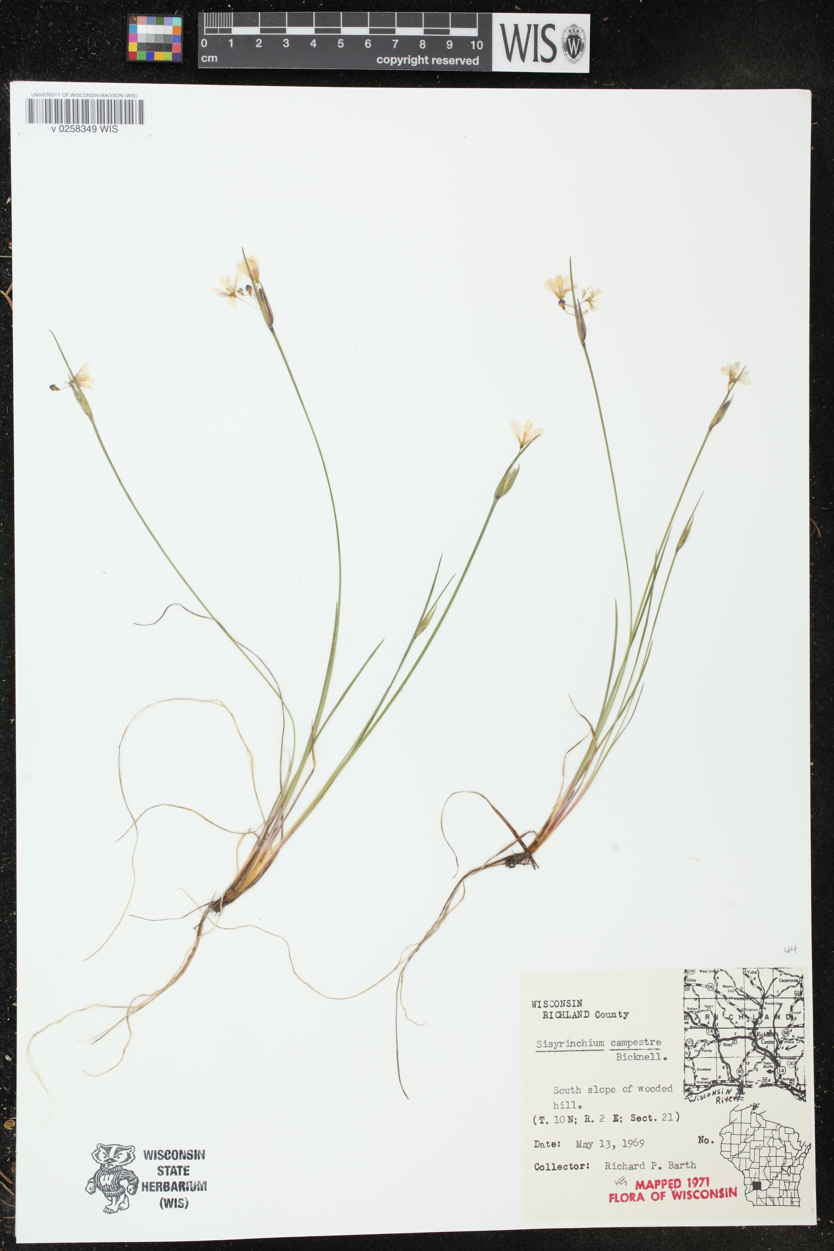 Sisyrinchium campestre image
