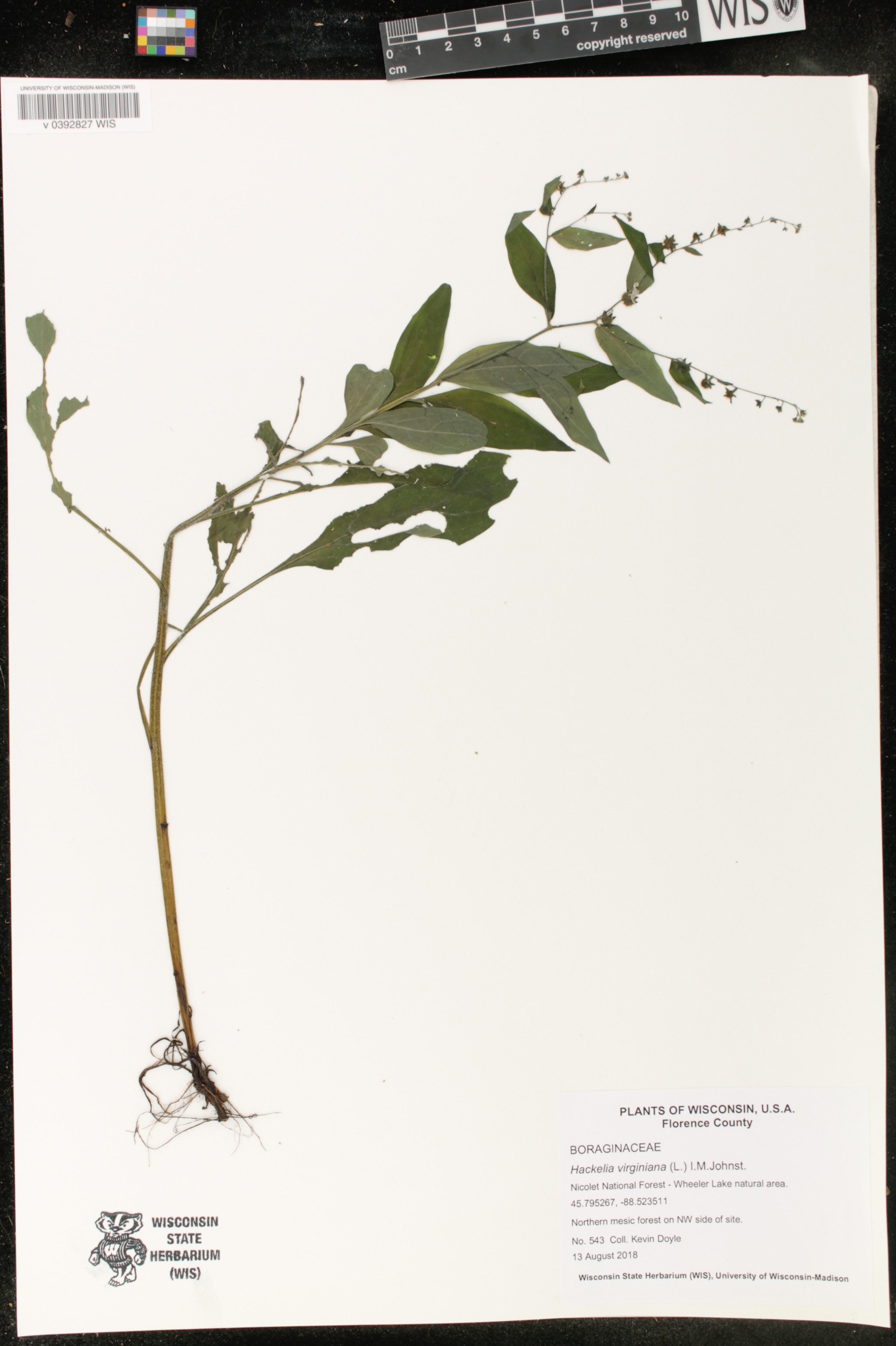 Hackelia virginiana image