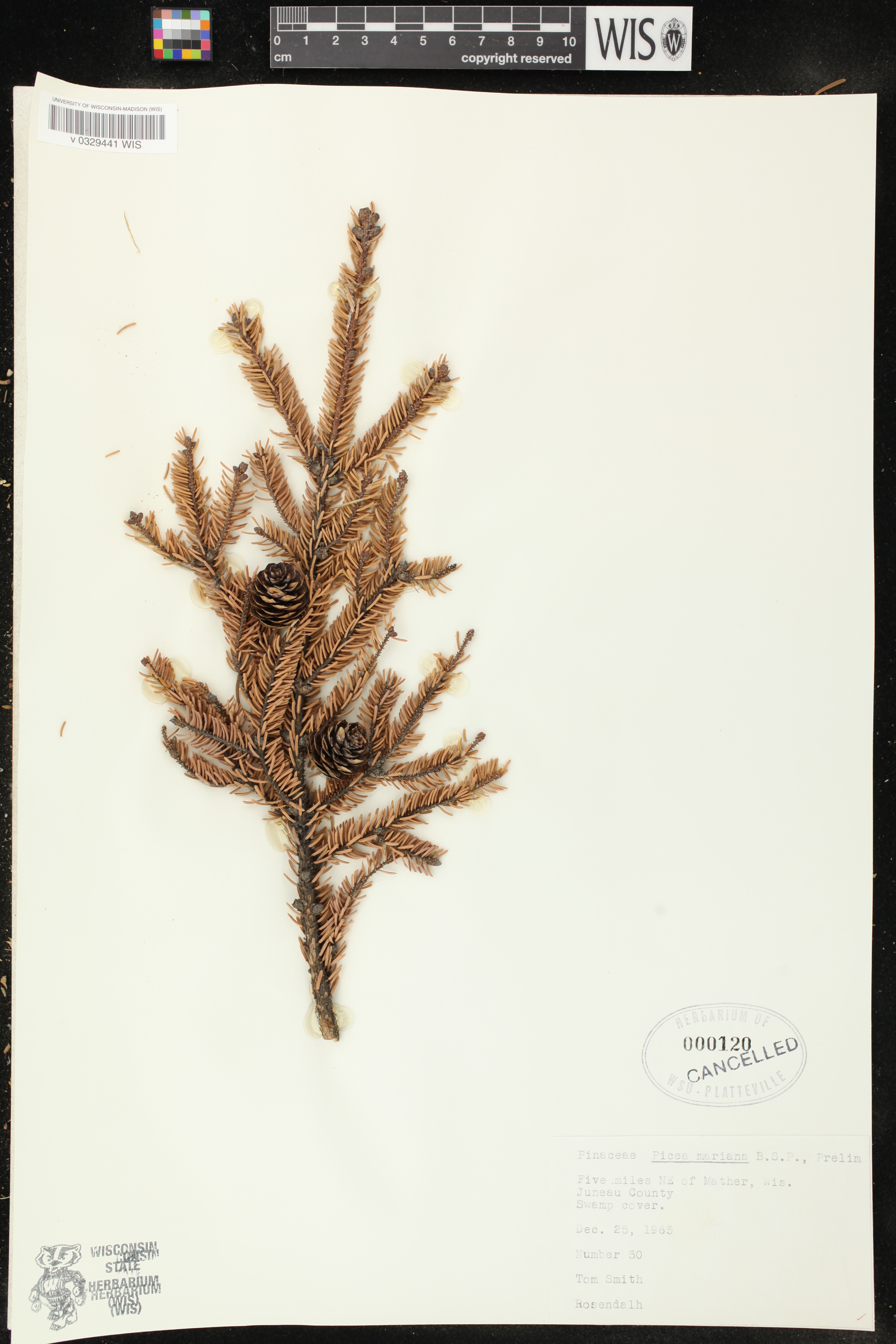 Picea mariana image