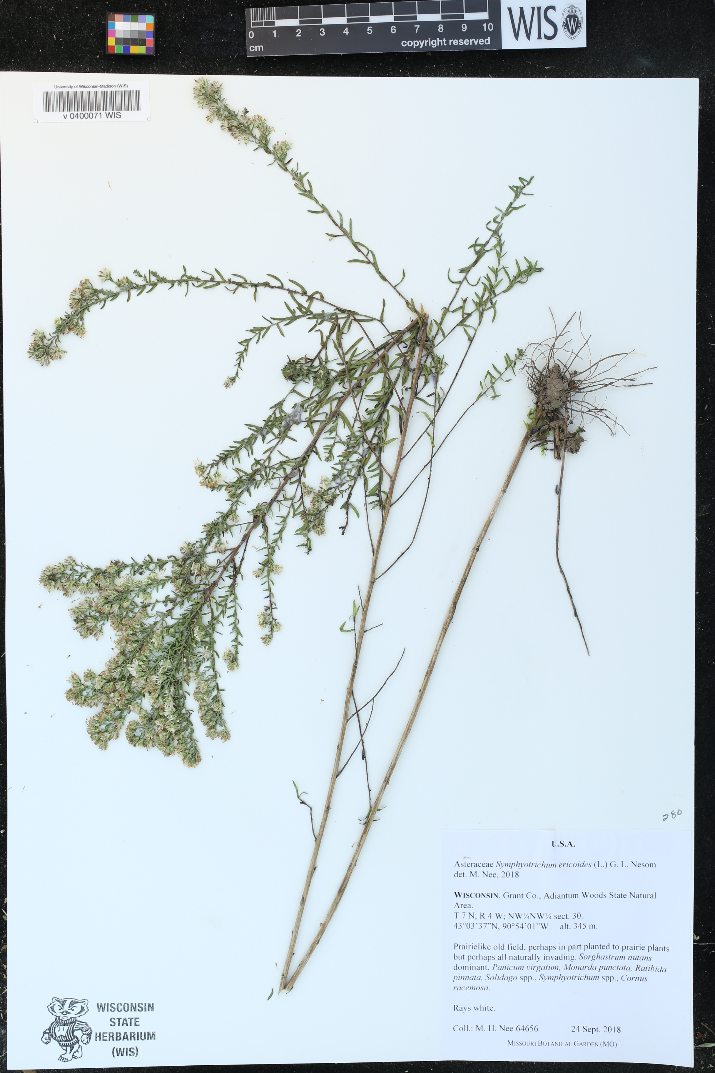 Symphyotrichum ericoides image