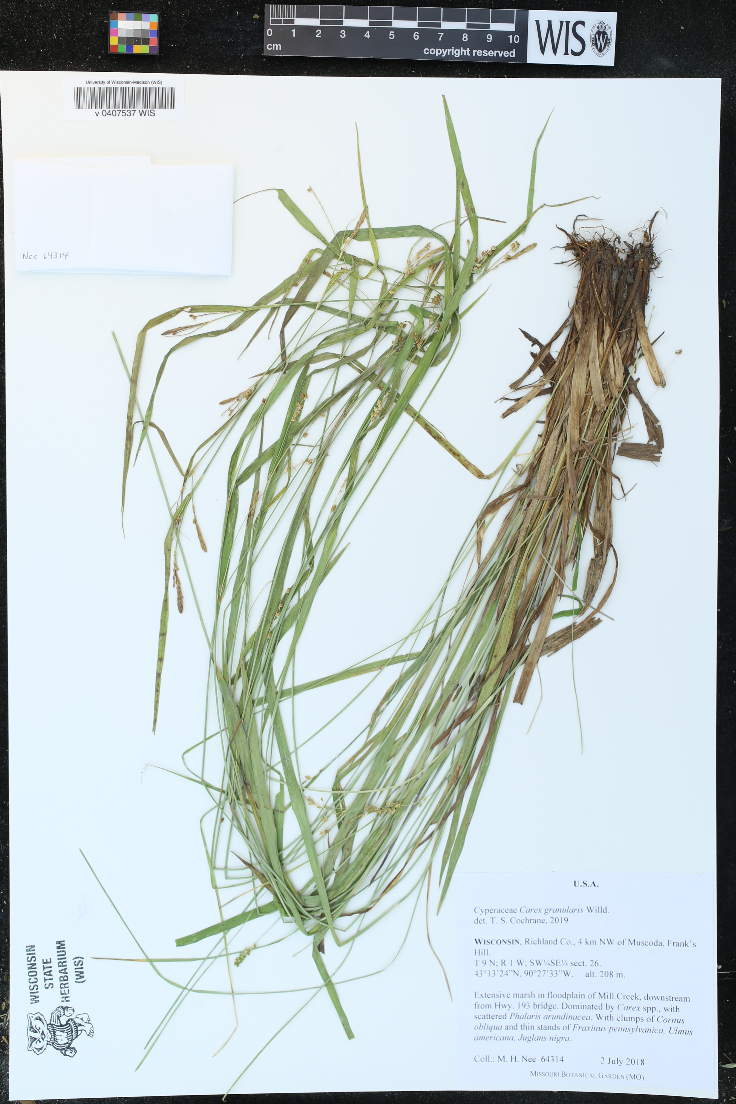 Carex granularis image
