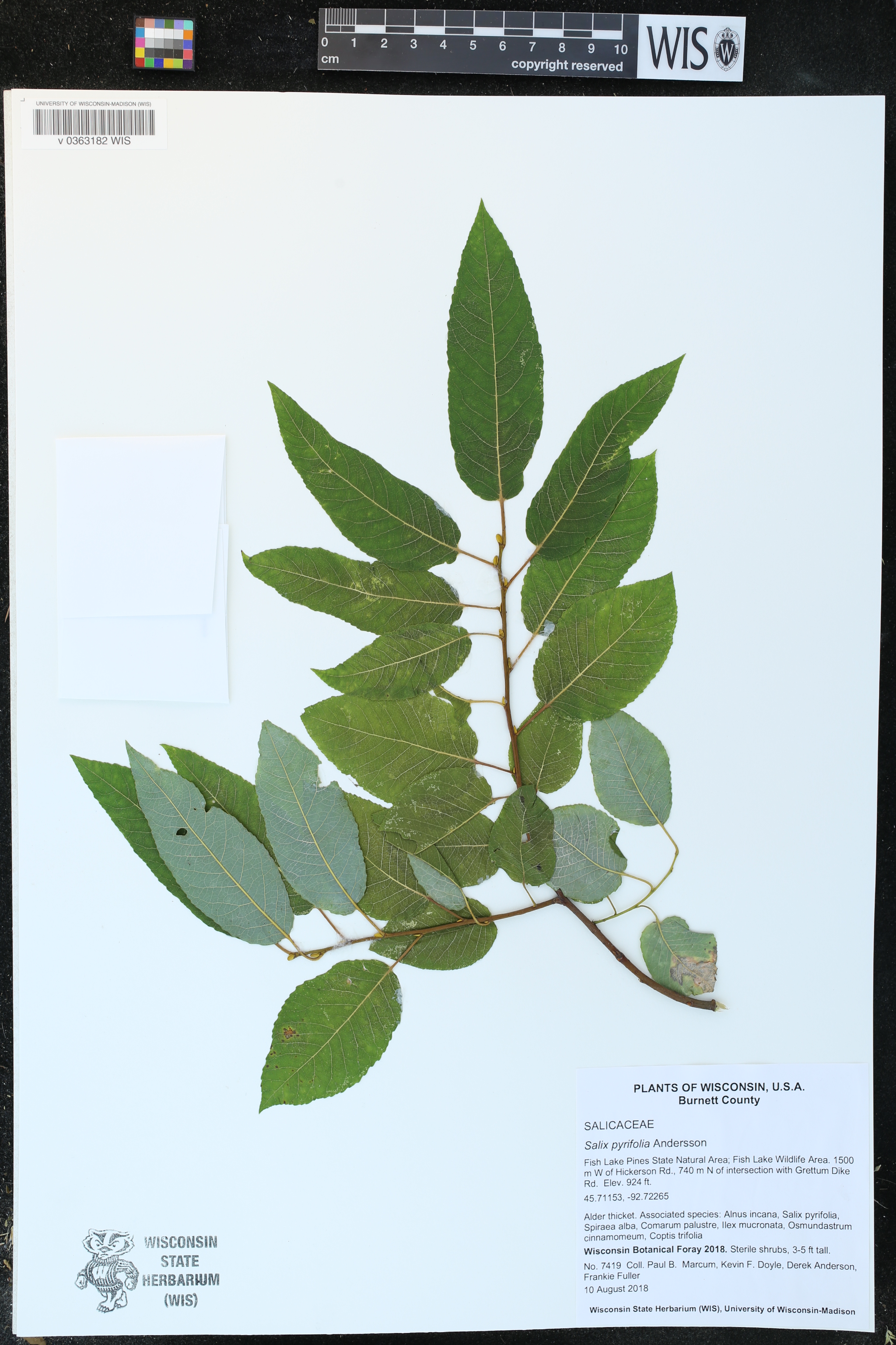 Salix pyrifolia image