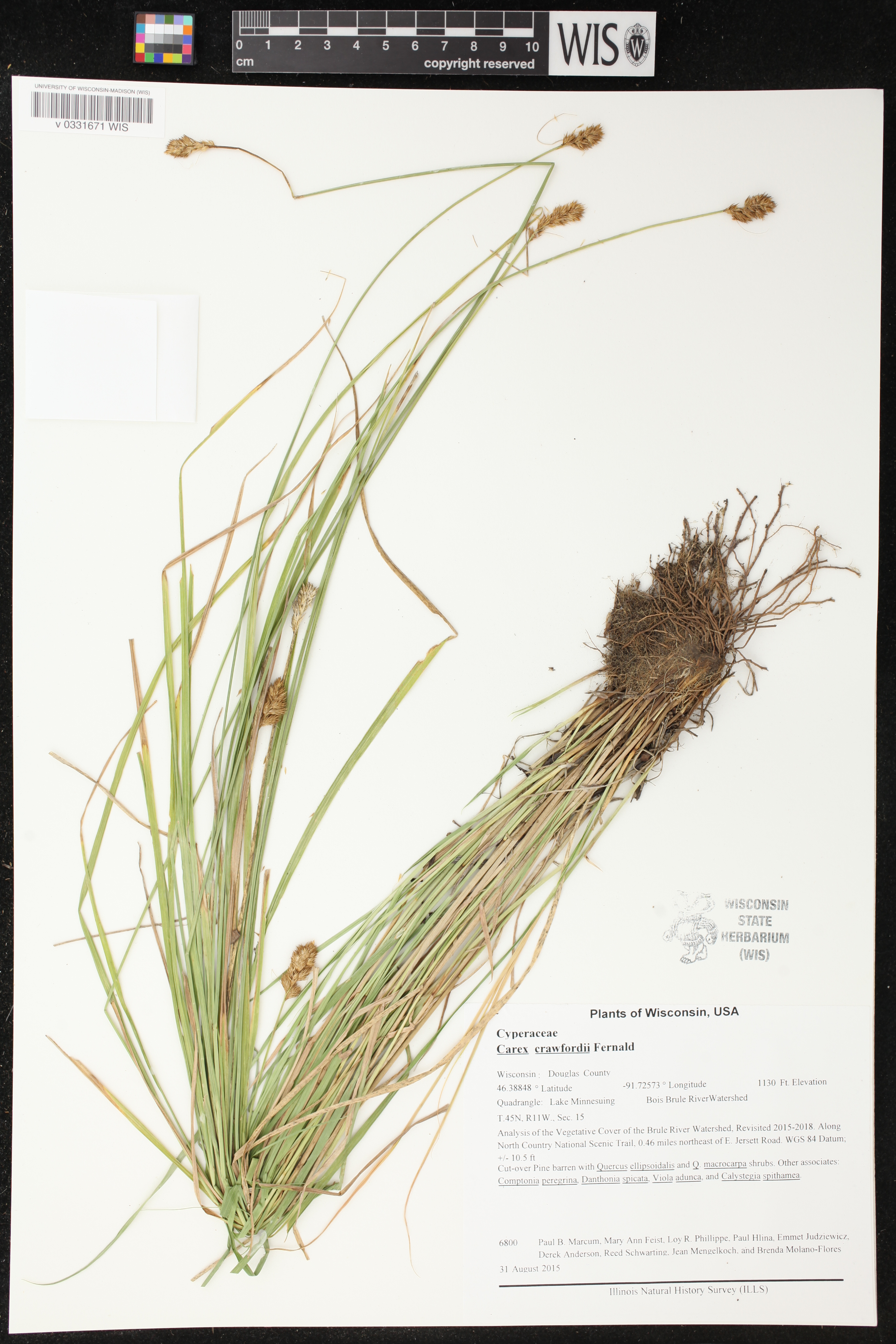 Carex crawfordii image