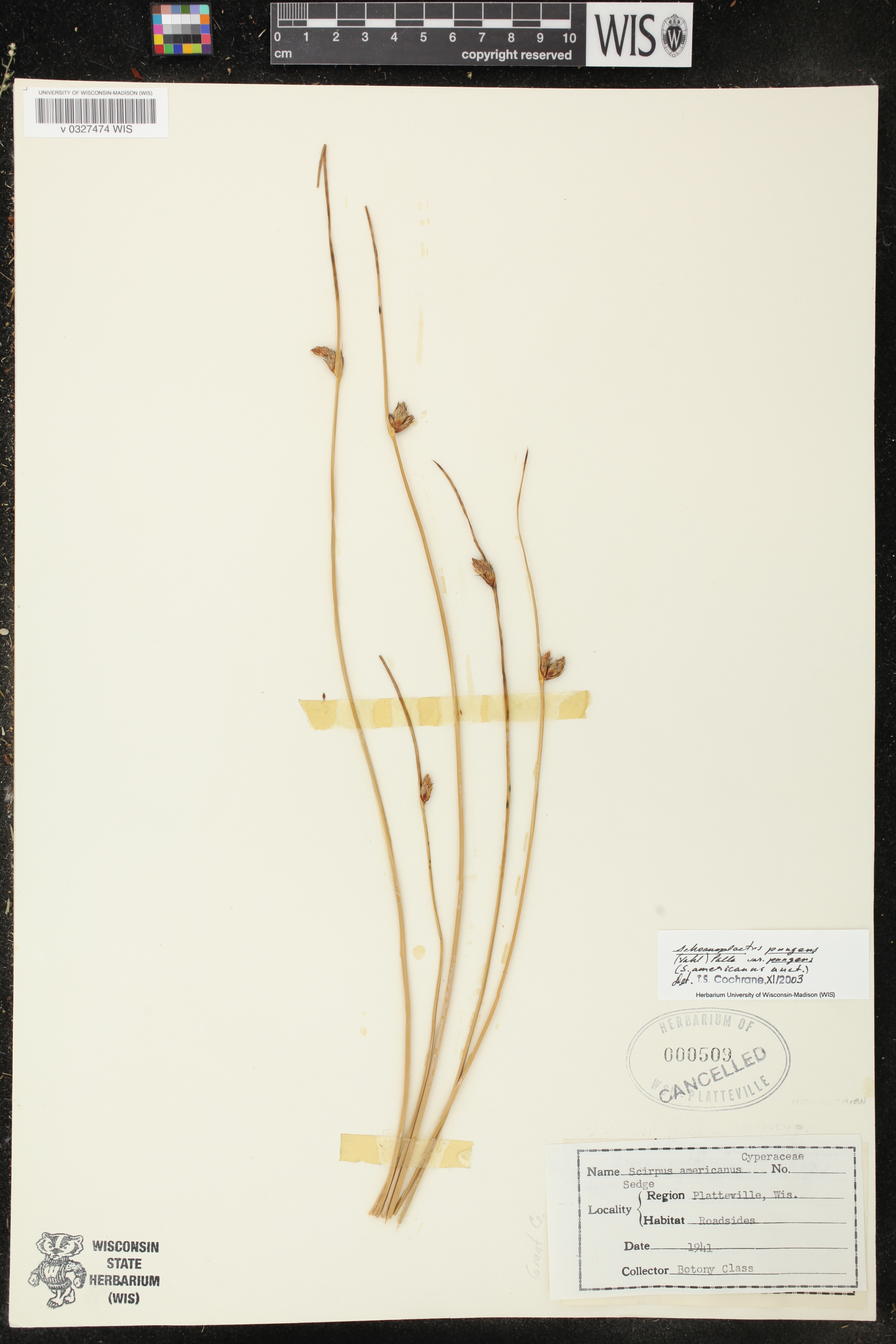 Schoenoplectus pungens image