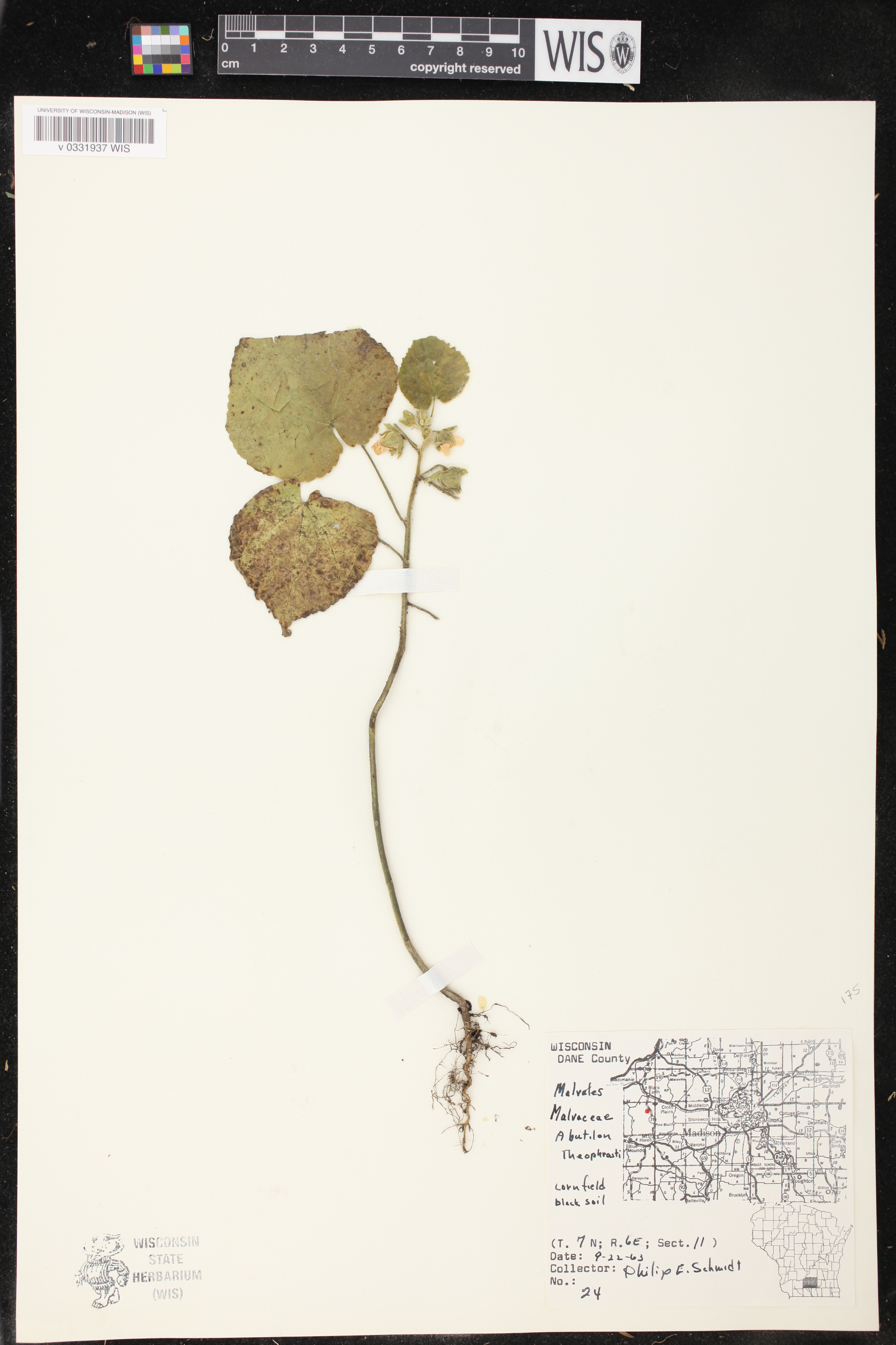 Abutilon theophrasti image