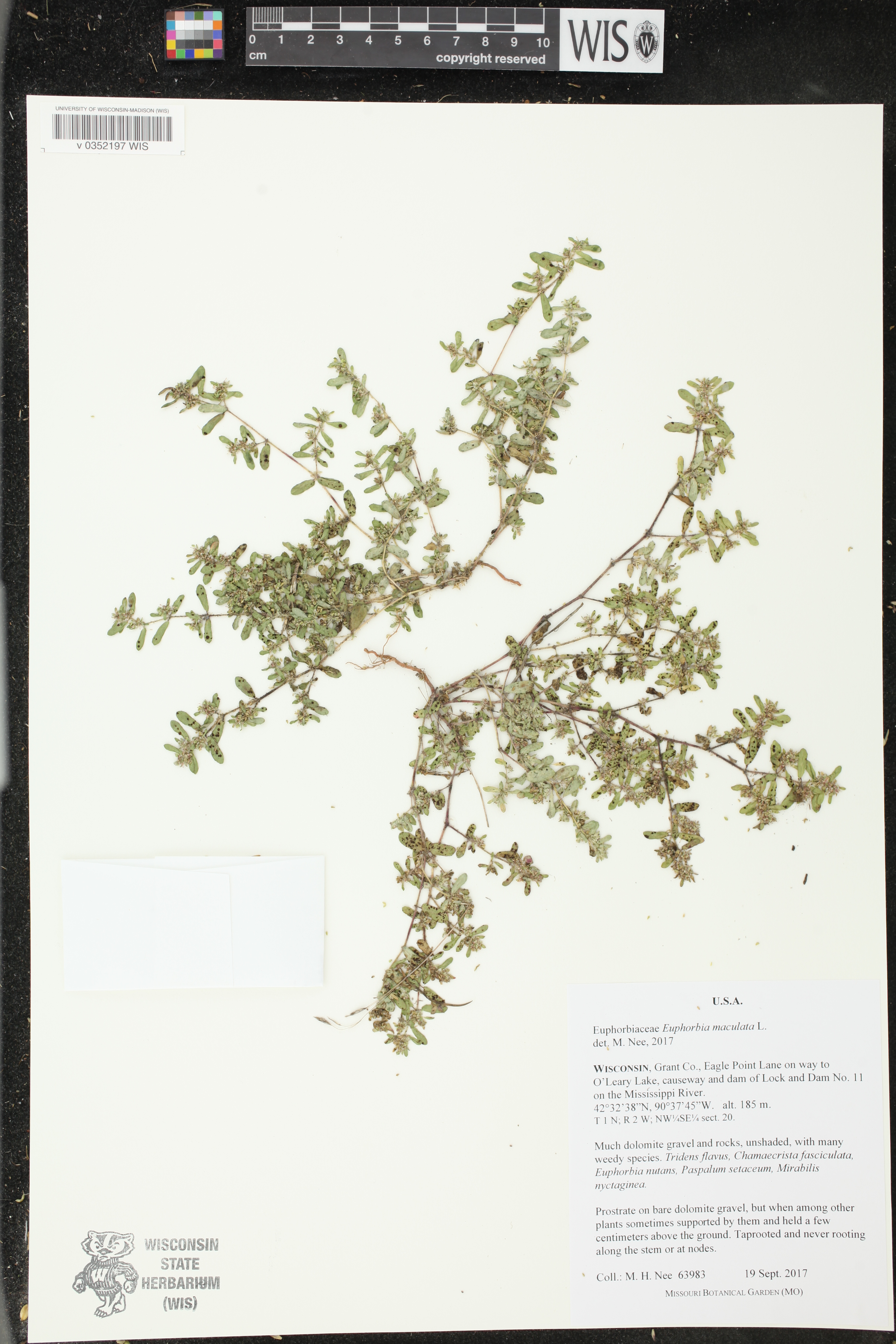 Euphorbia maculata image