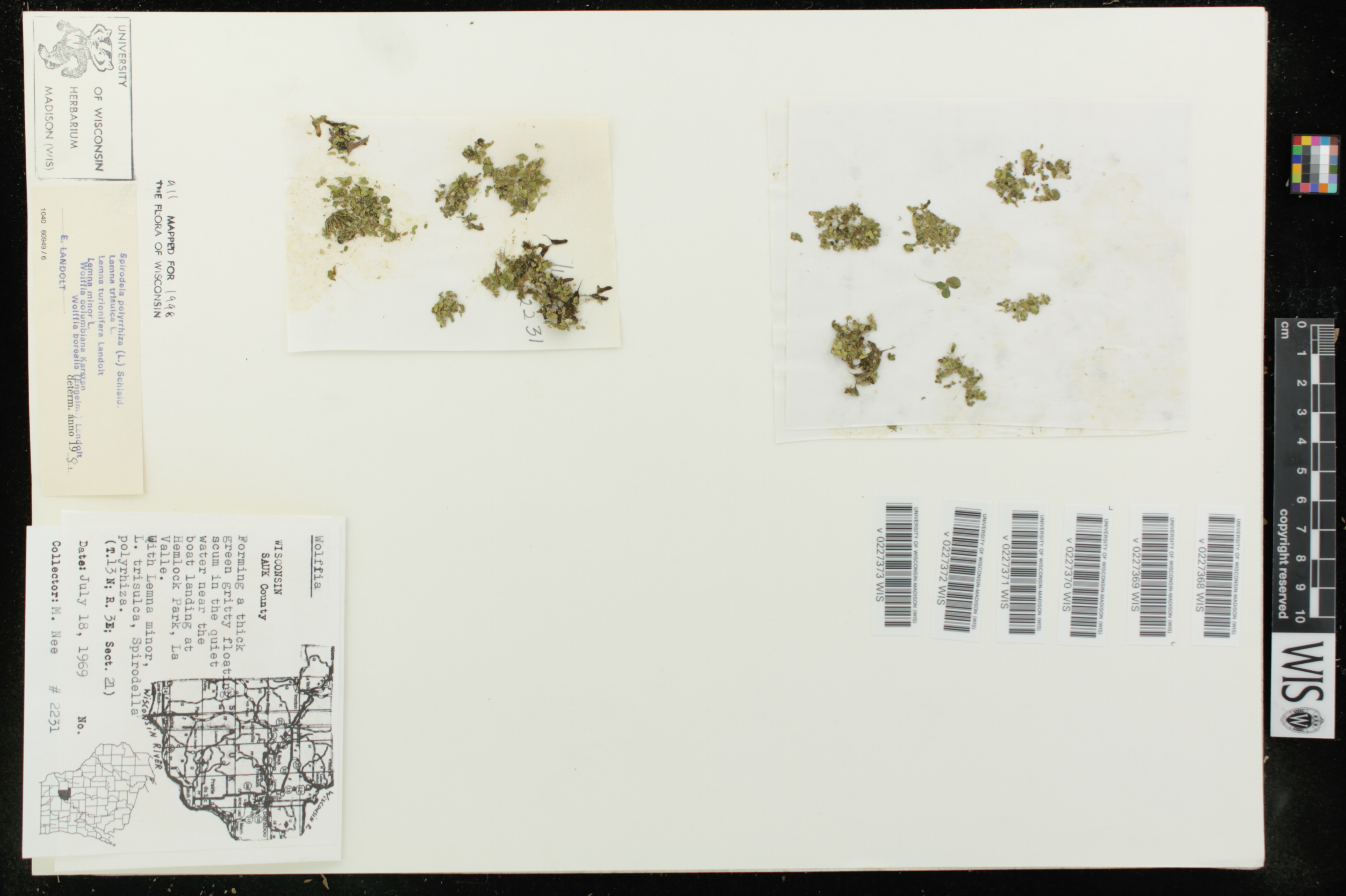 Lemna trisulca image