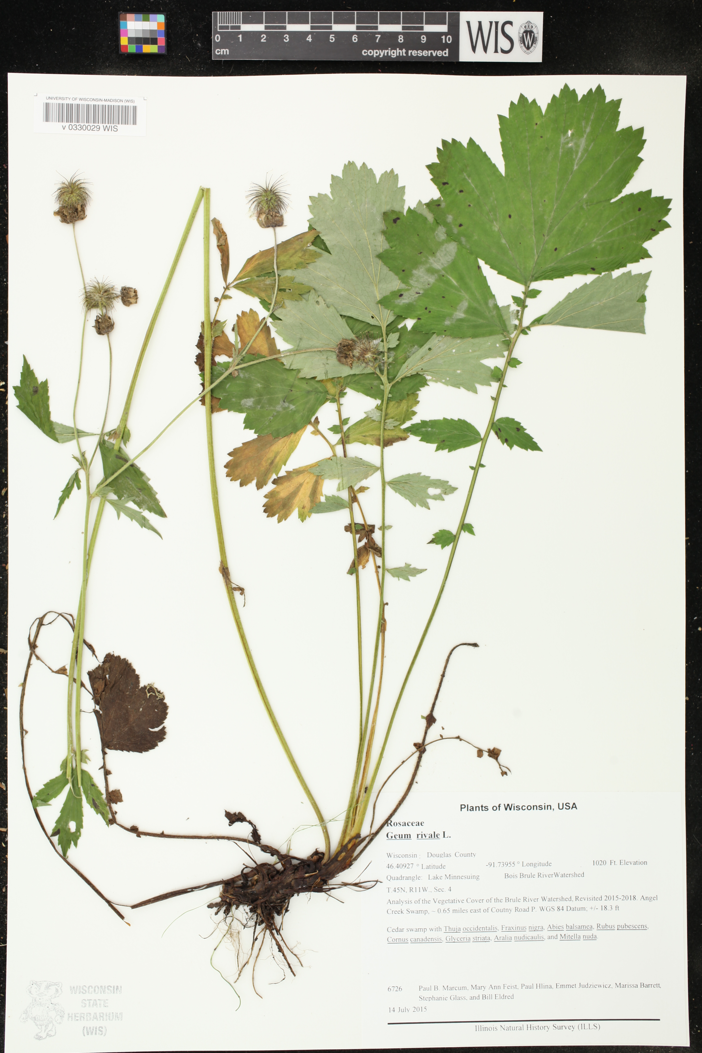 Geum rivale image