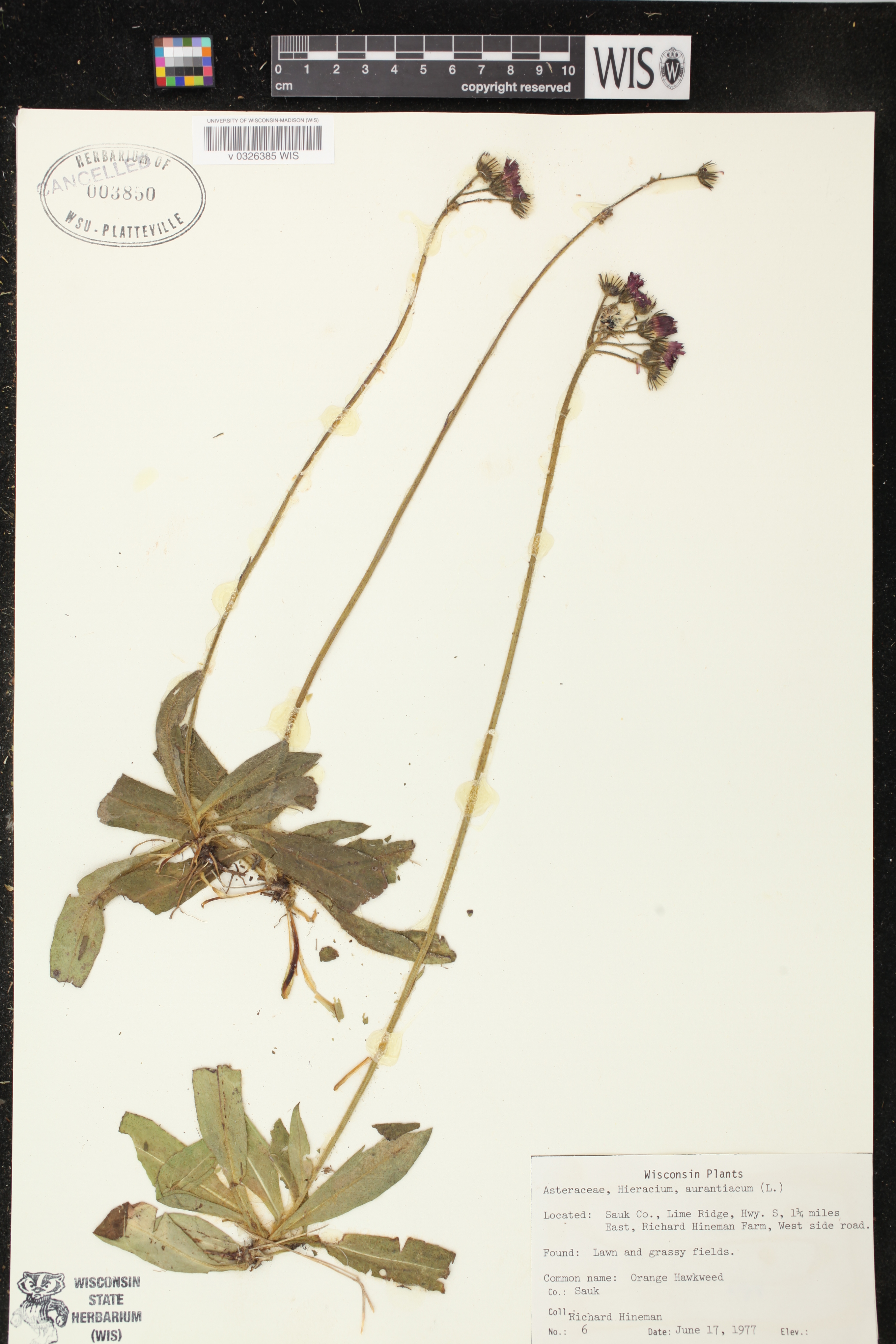 Hieracium aurantiacum image