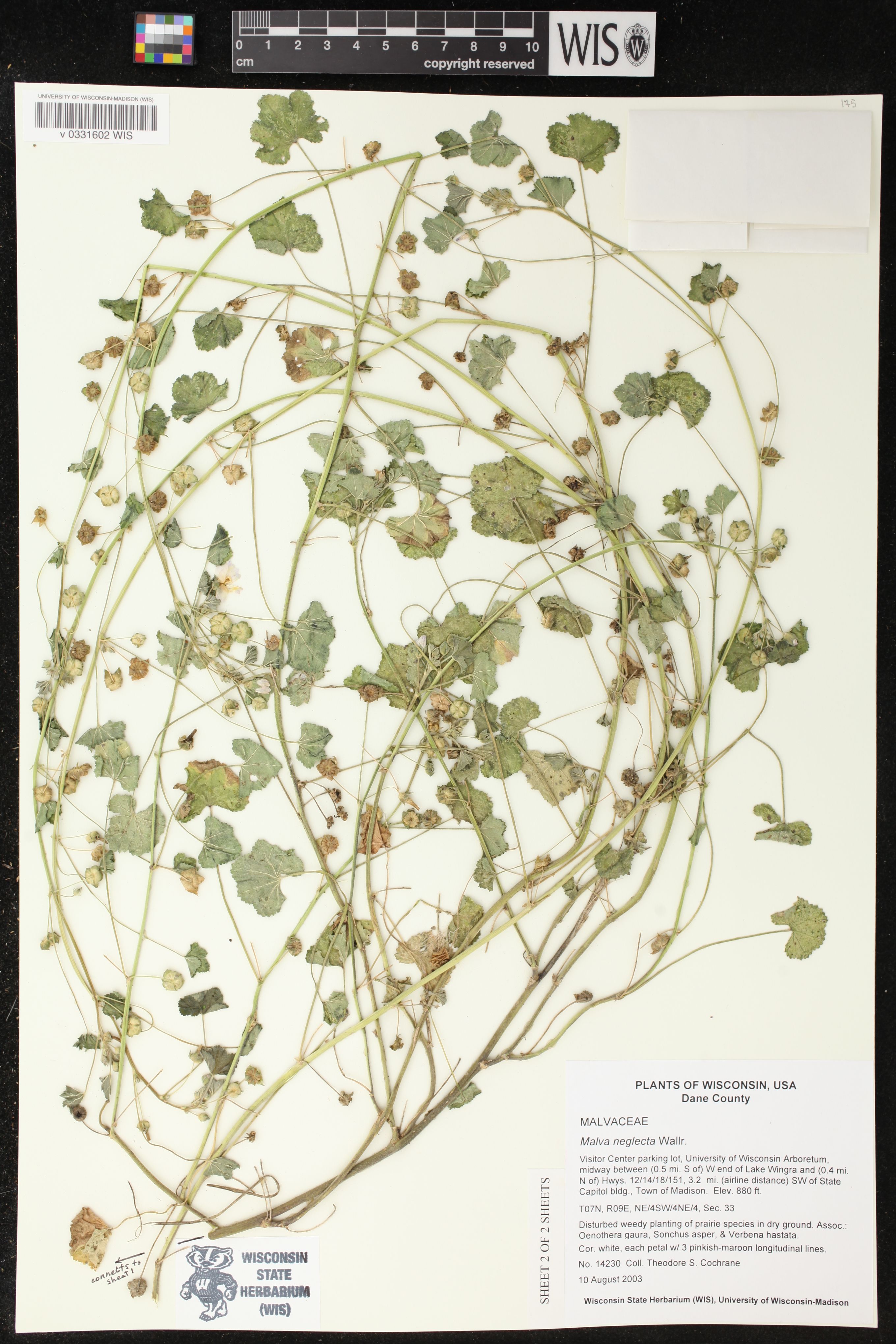 Malva neglecta image